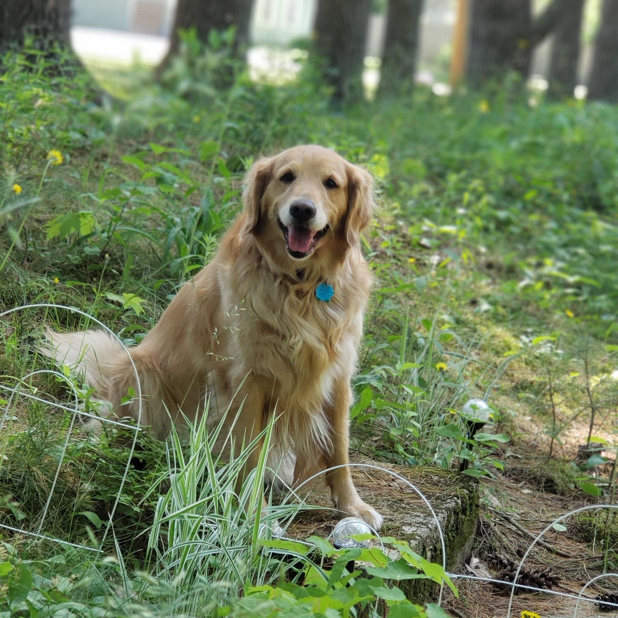 Dirty Dogs with Muddy Paws Grooming Manchester