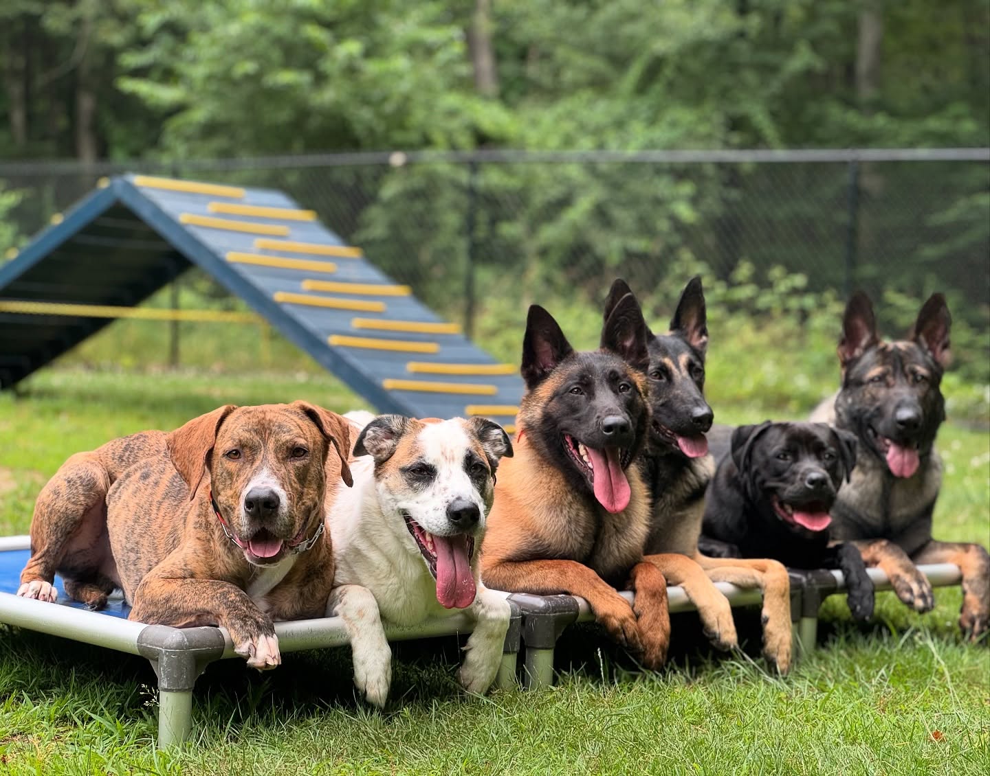 First Class Canines Training and Behavior