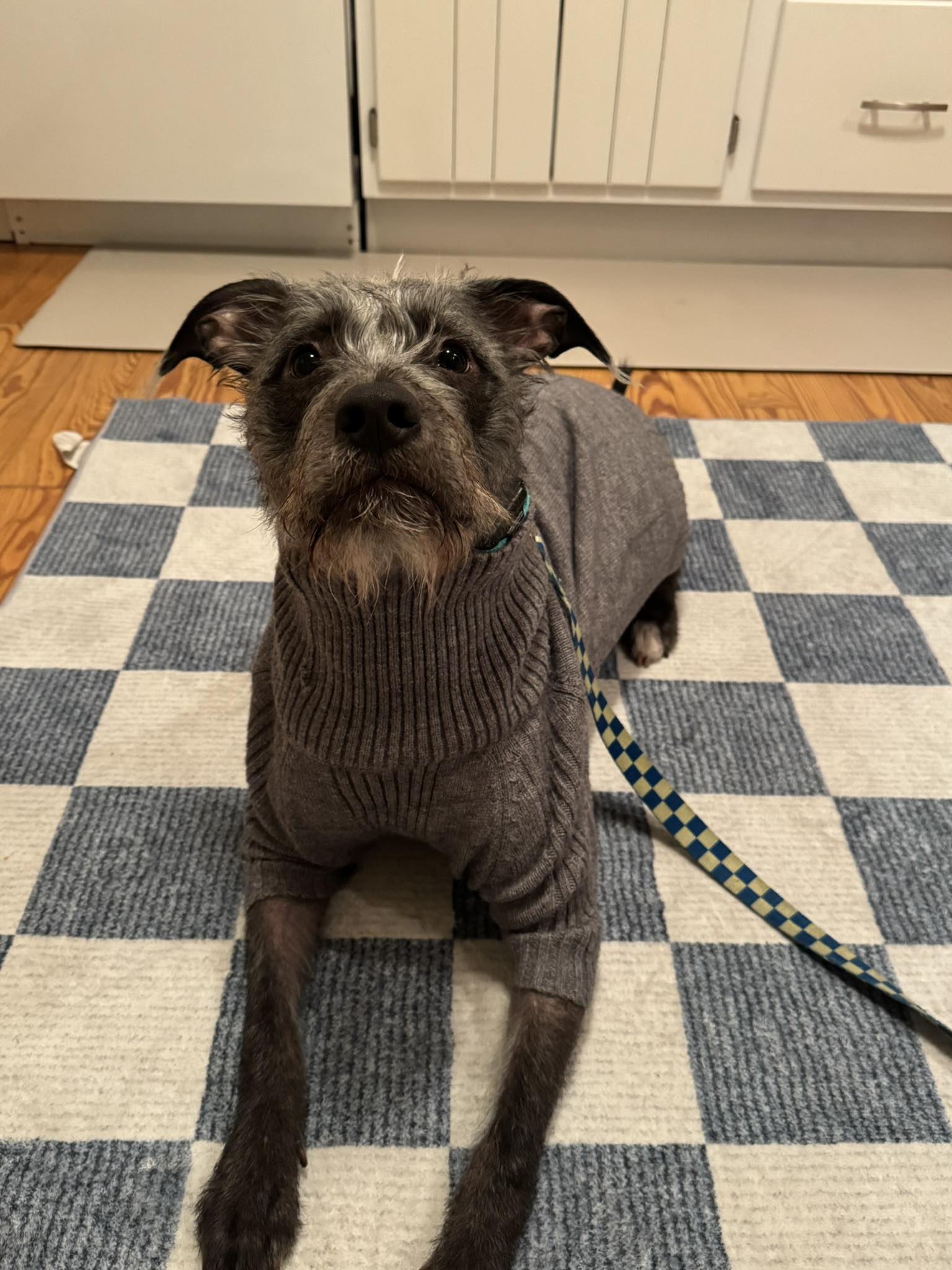 Advanced K9 Training of NH Manchester