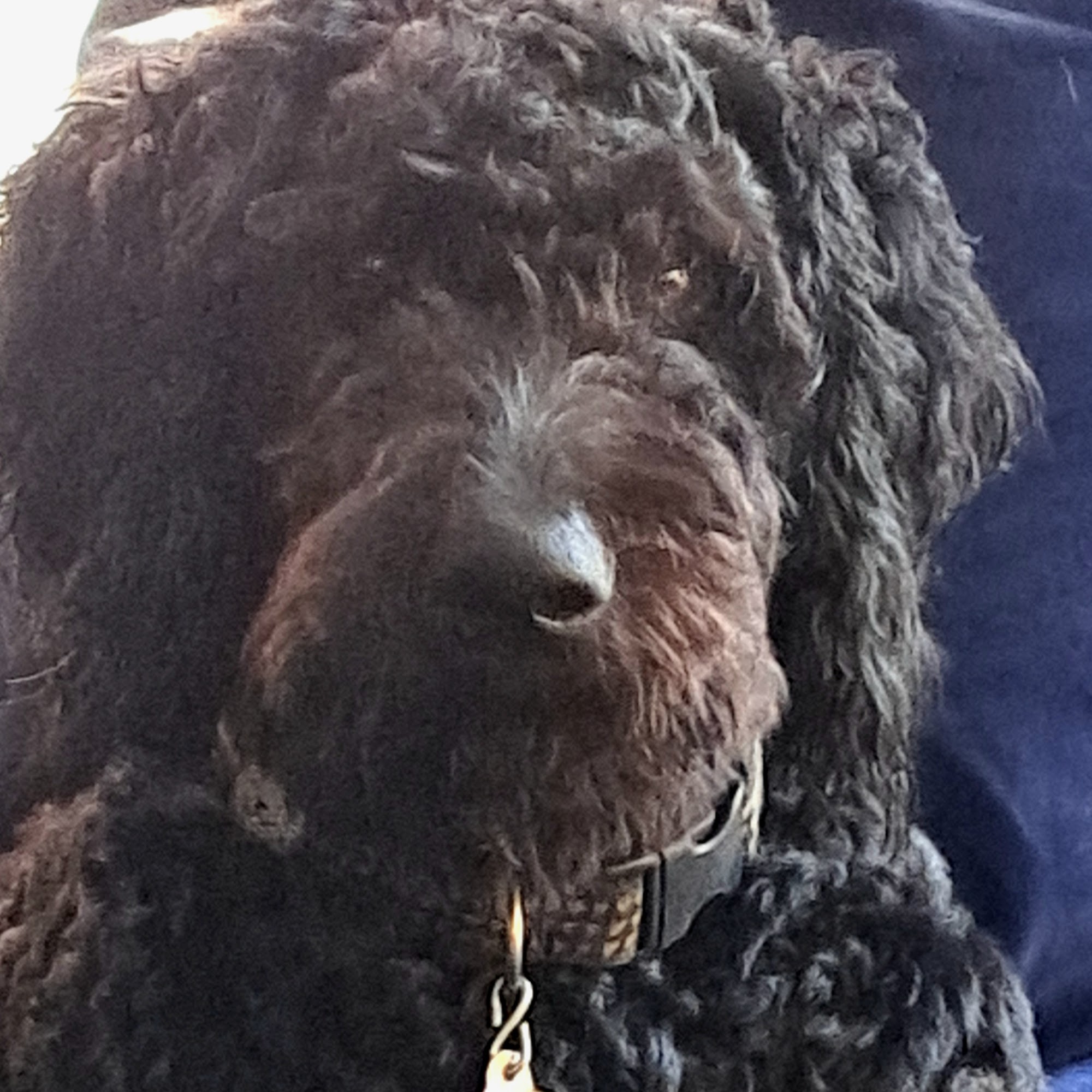 Upstream Animal Healing Center Marlborough