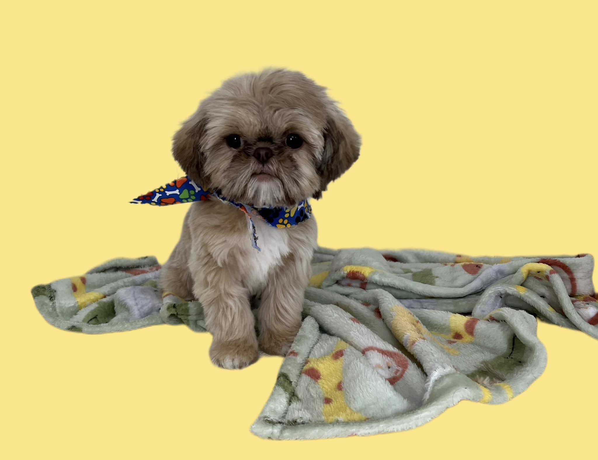 Paws For Awhile Marlborough