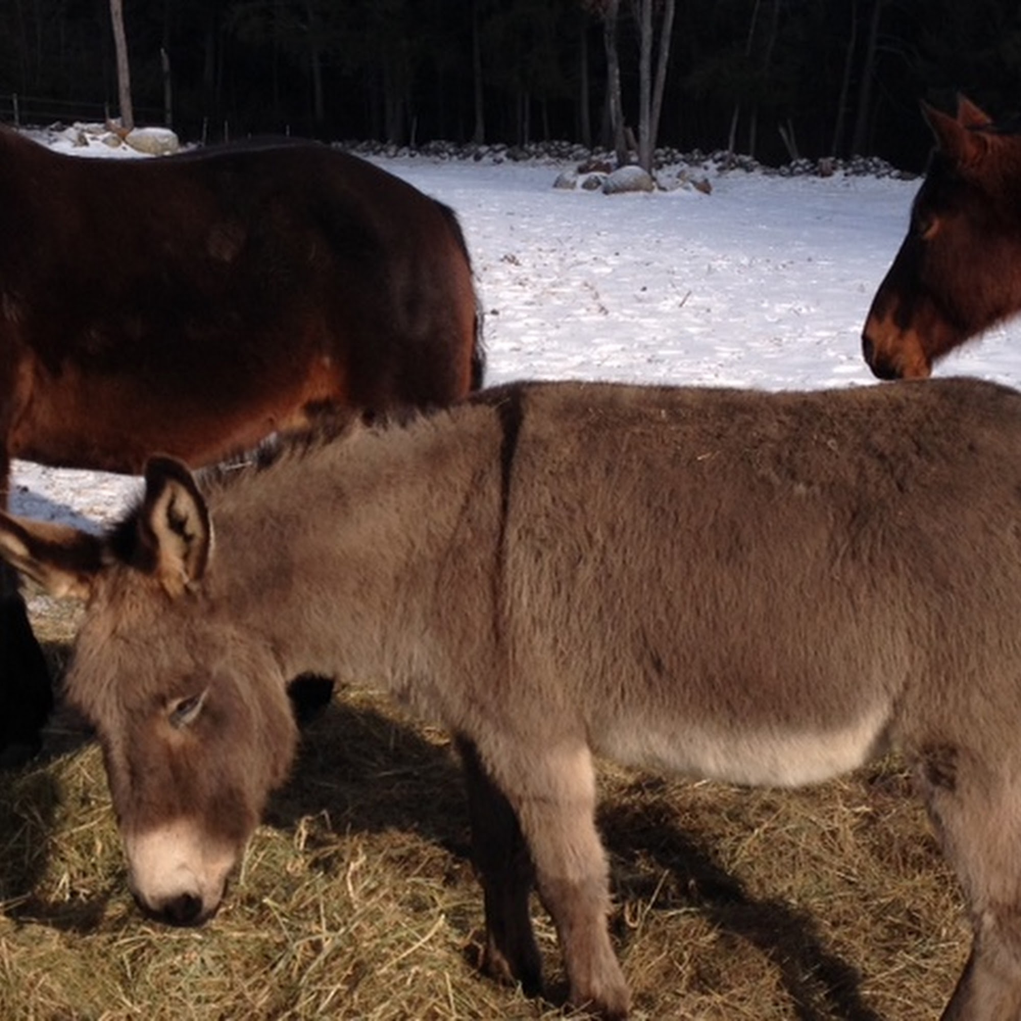 Monadnock Equine Veterinary Services Marlborough