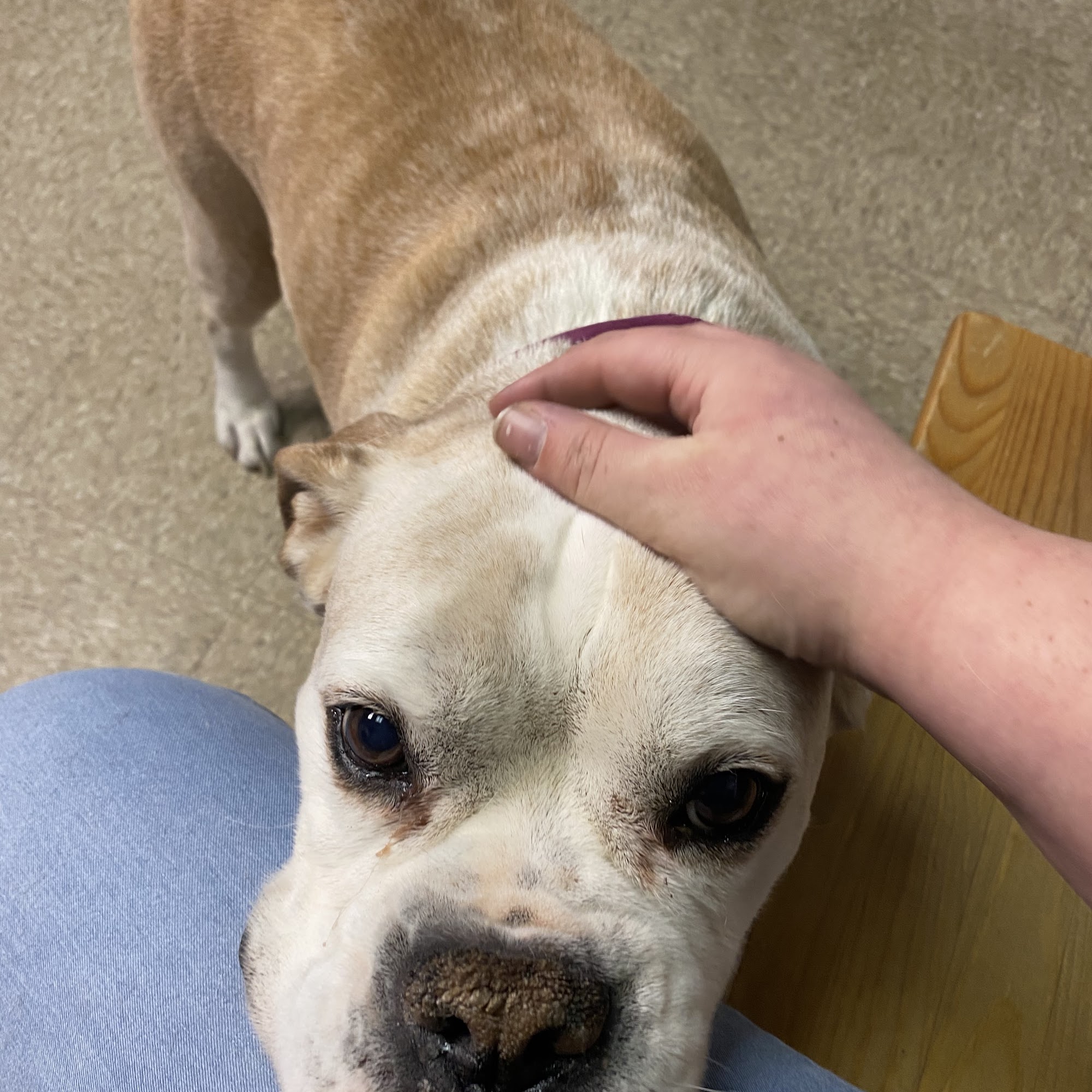 Meredith Place Veterinary Emergency Hospital Meredith