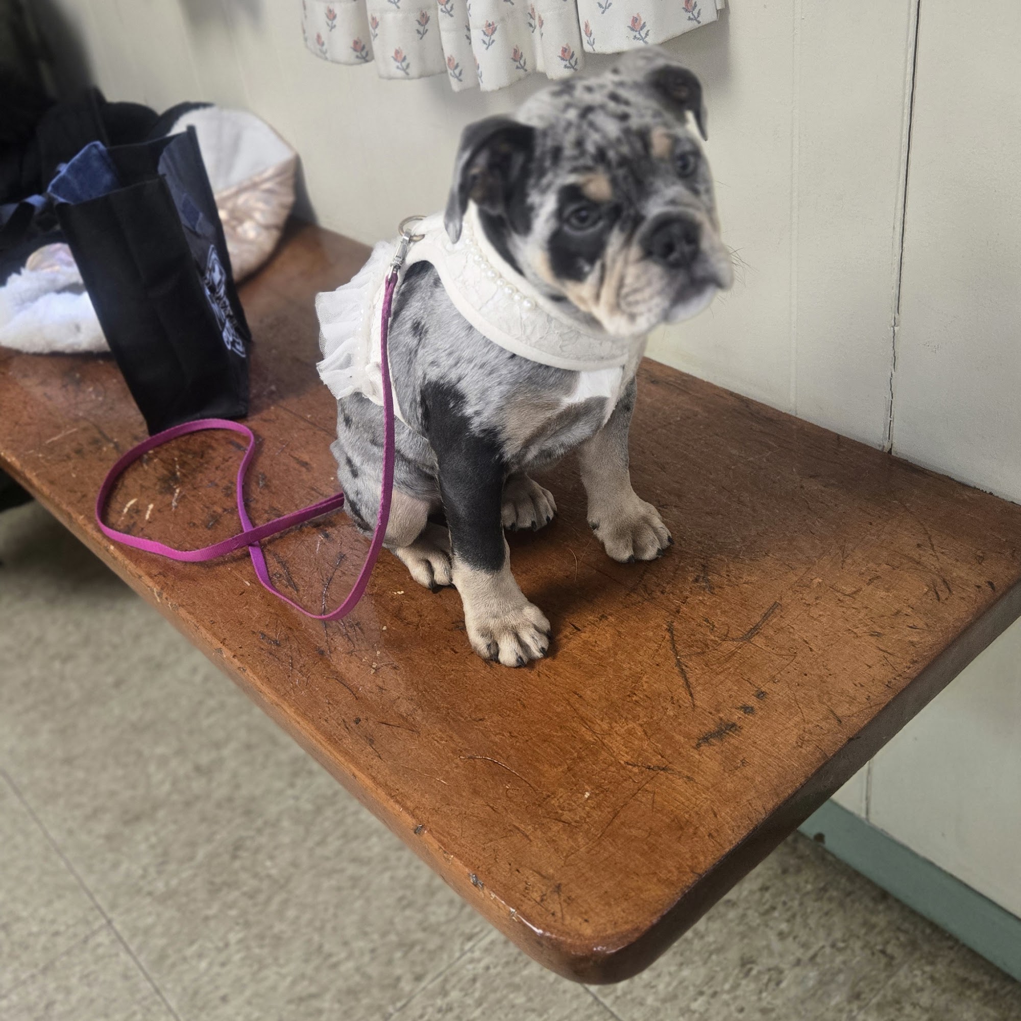 Meredith Animal Hospital Meredith