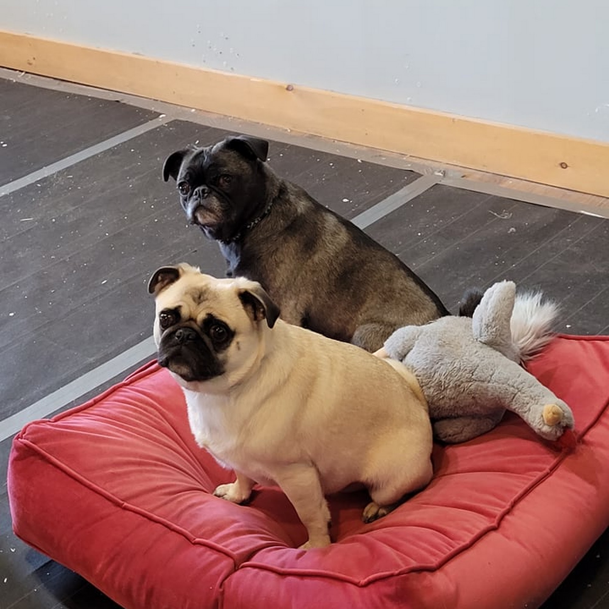 603 Paws LLC 312 Daniel Webster Hwy #2, Meredith