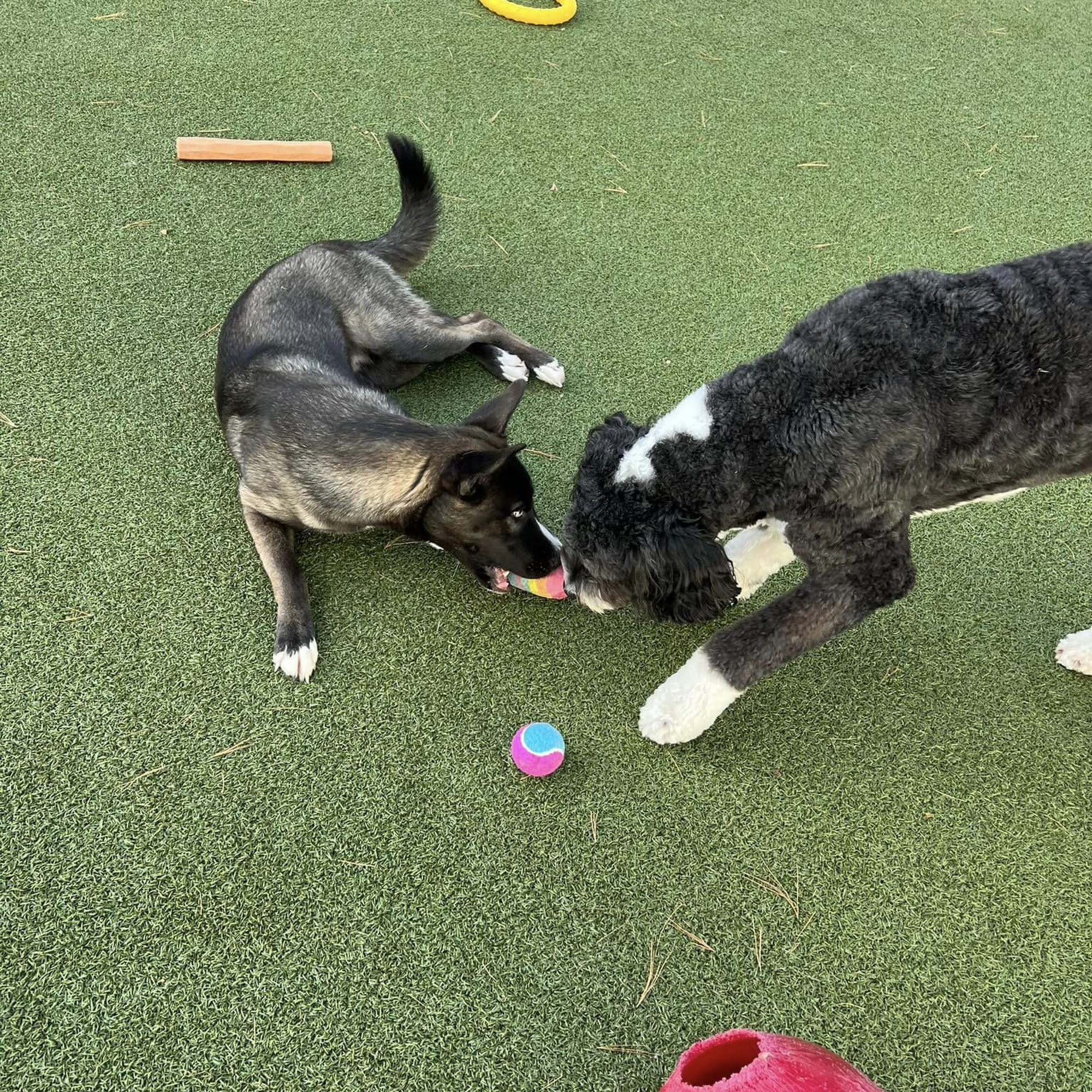 Animal Care Center of NH Merrimack