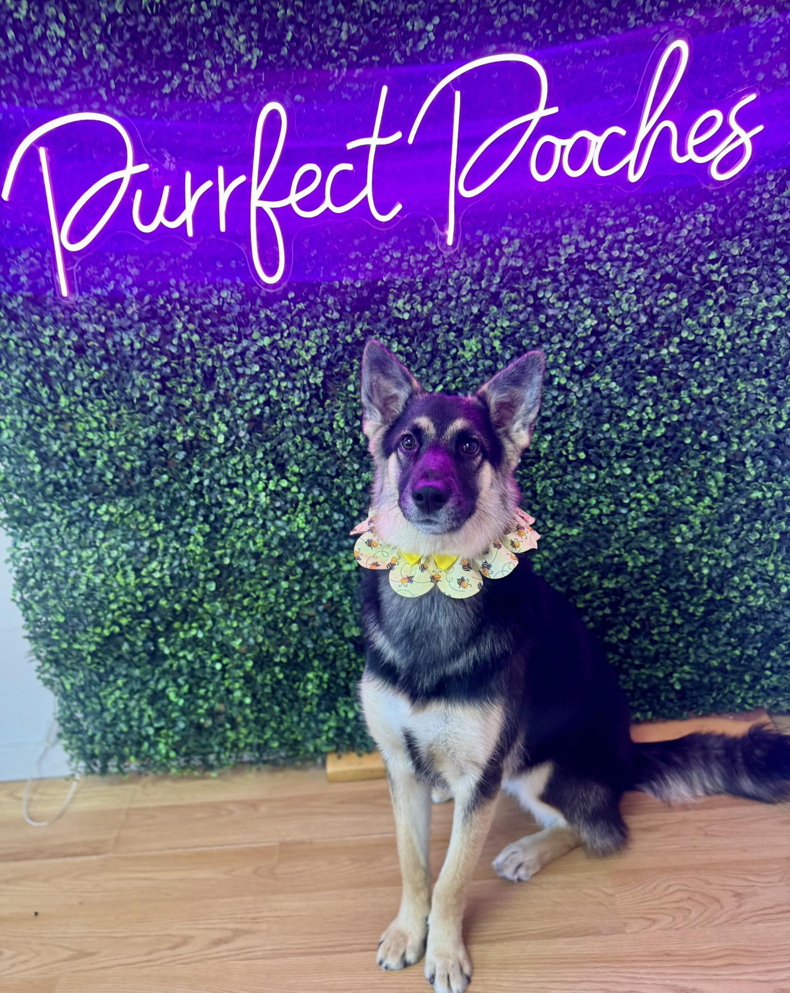 Purrfect Pooches Pet Grooming Milford