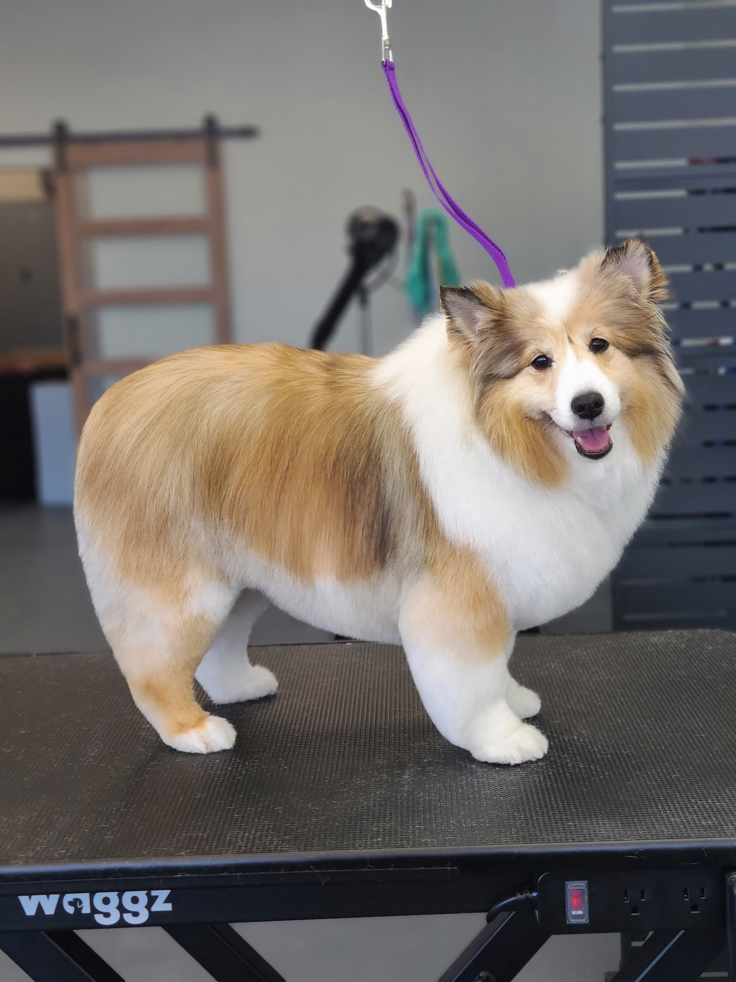 Bark & Brush Grooming