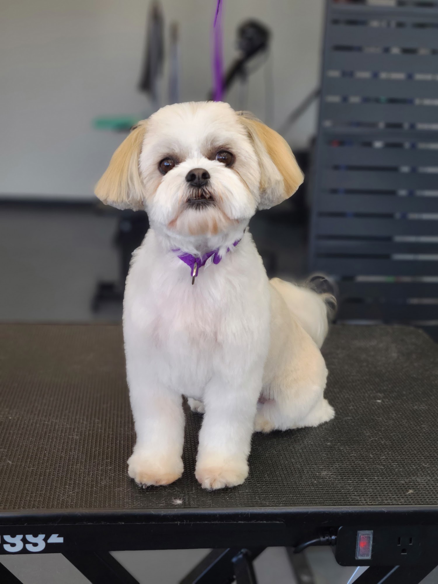 Bark & Brush Grooming Milford