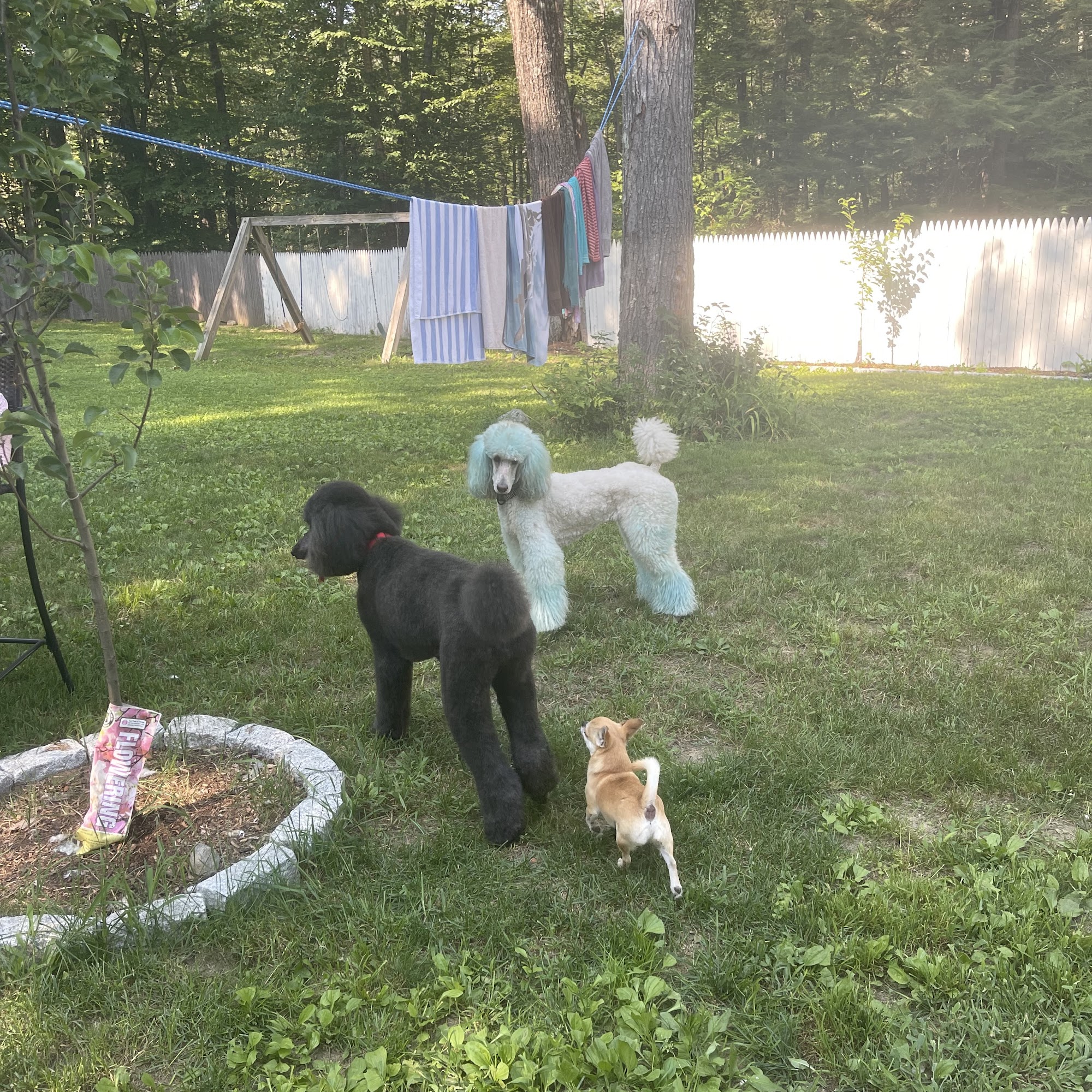 Grooming by Christi Moultonborough