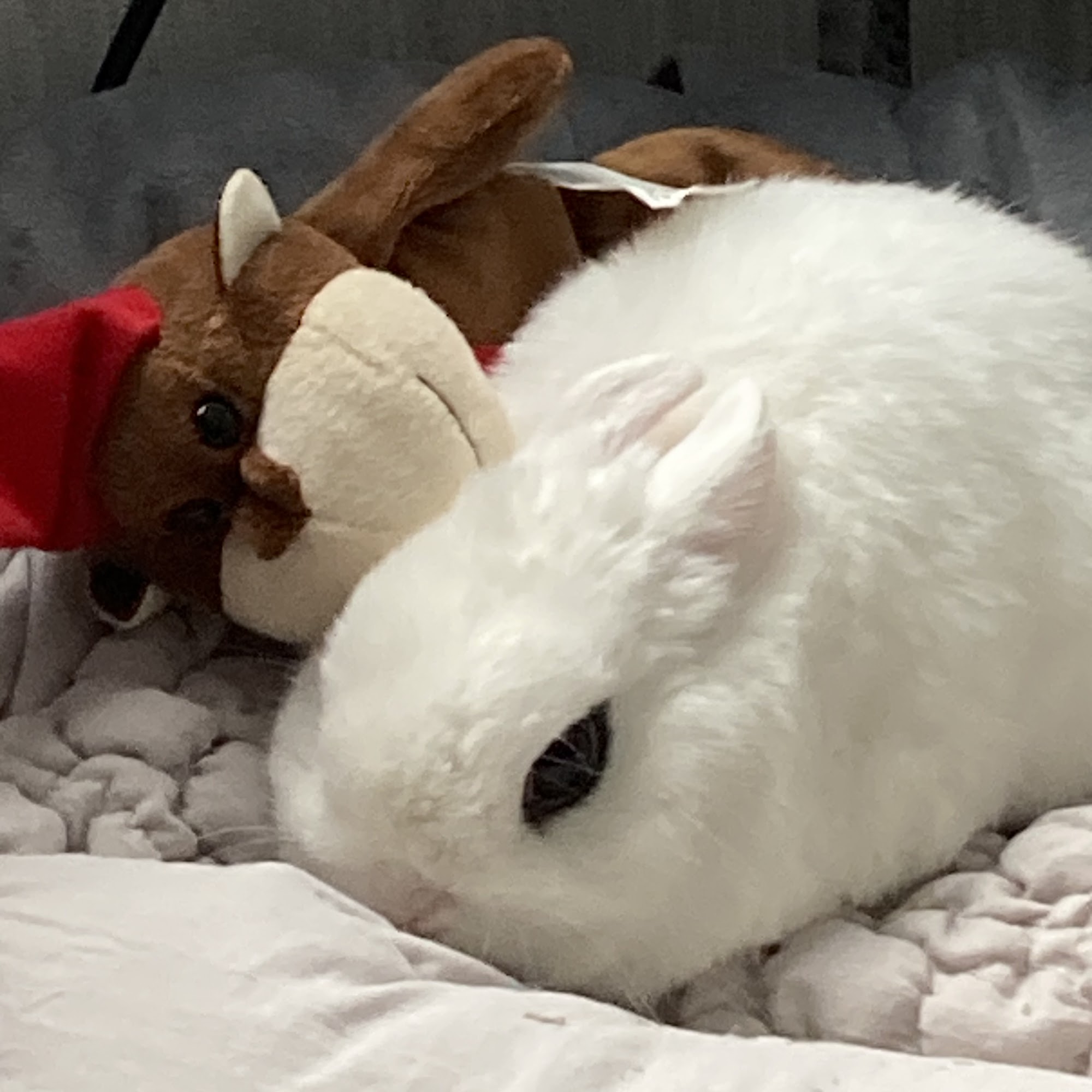 All Pets Veterinary Hospital - NH Nashua