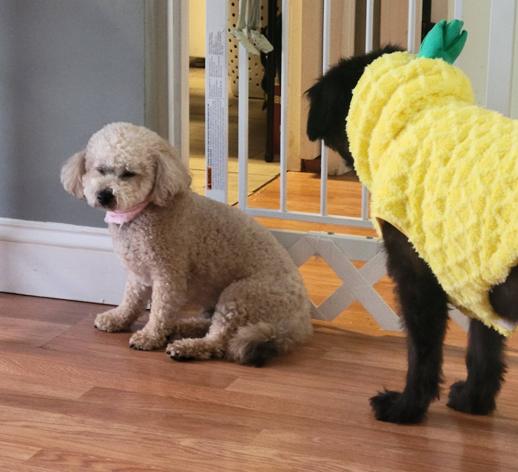 Zoomies K9 Camp Nashua