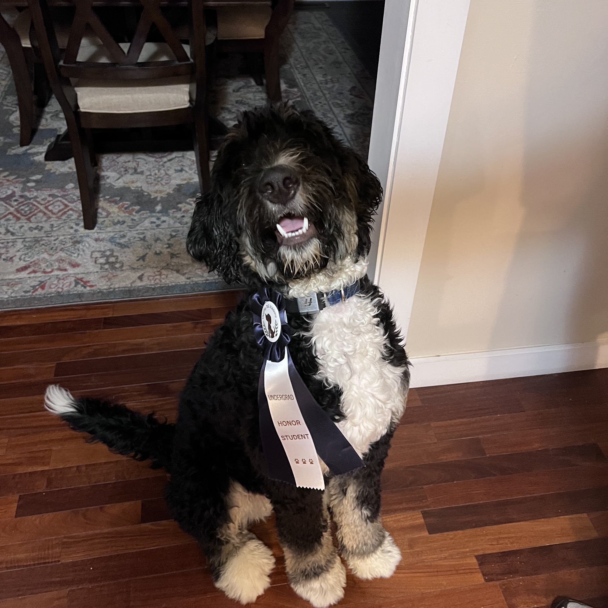 Wagging Tail Academy Nashua