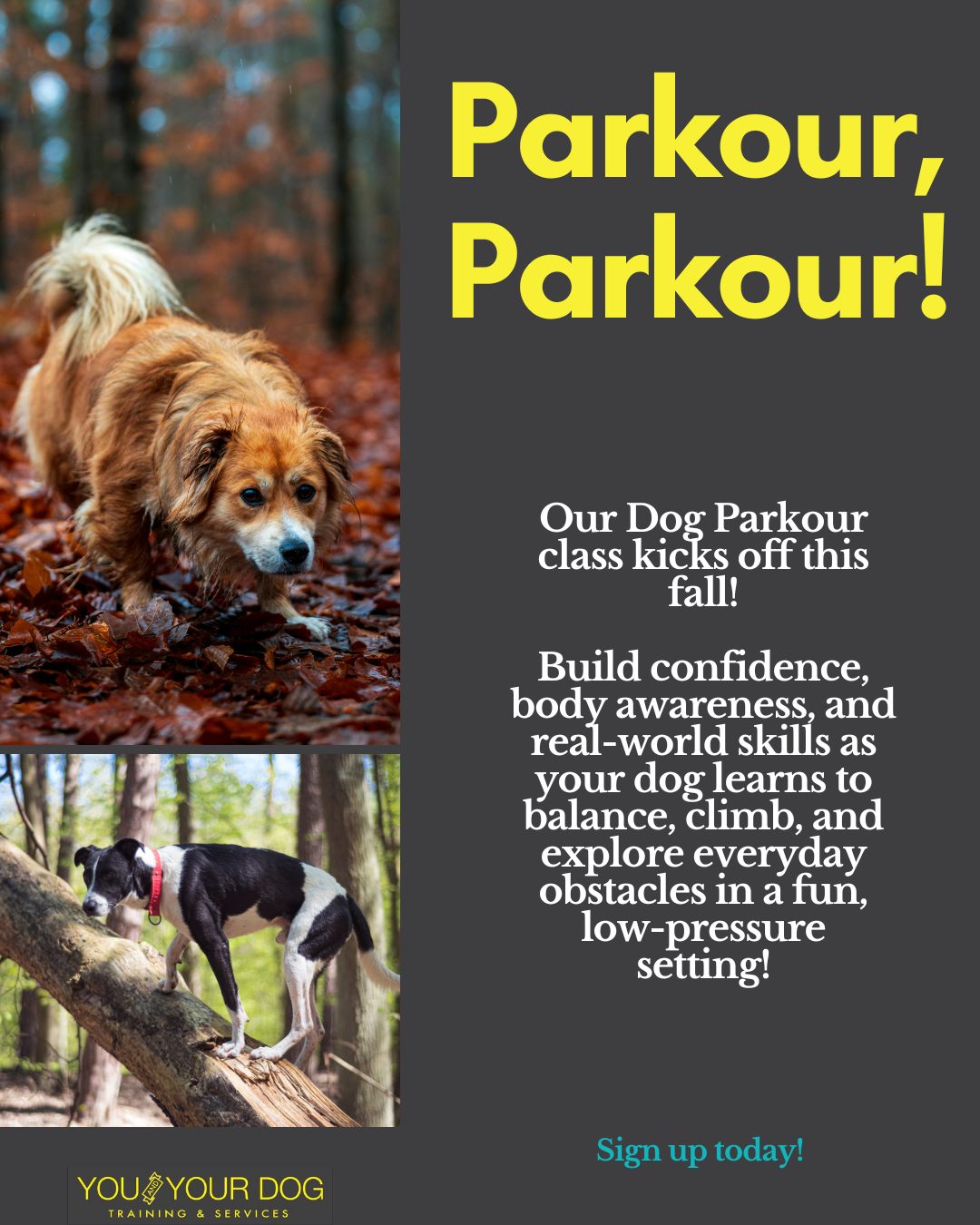 You and Your Dog Training & Services New Boston