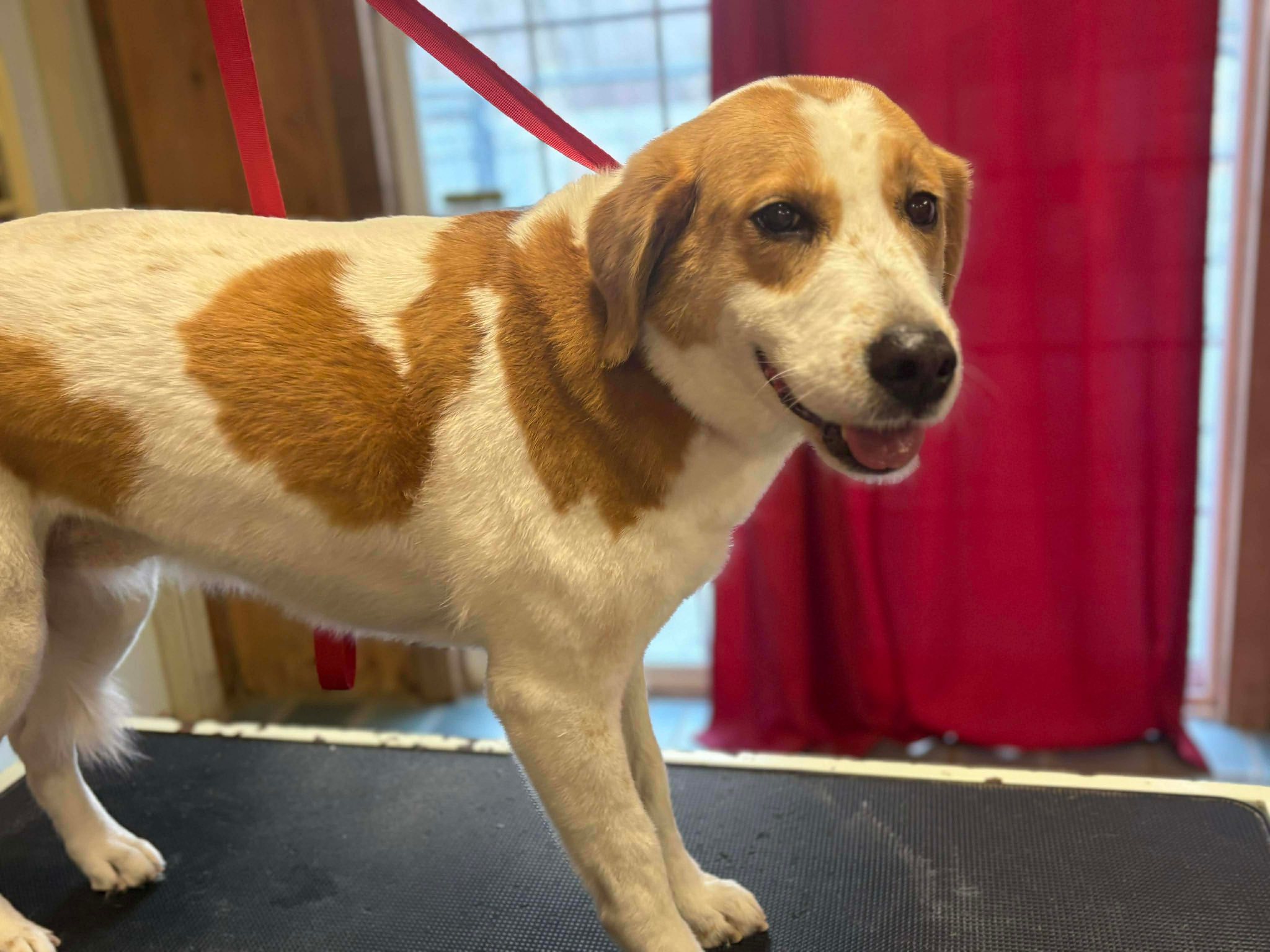 Zion Hill Kennel New Durham
