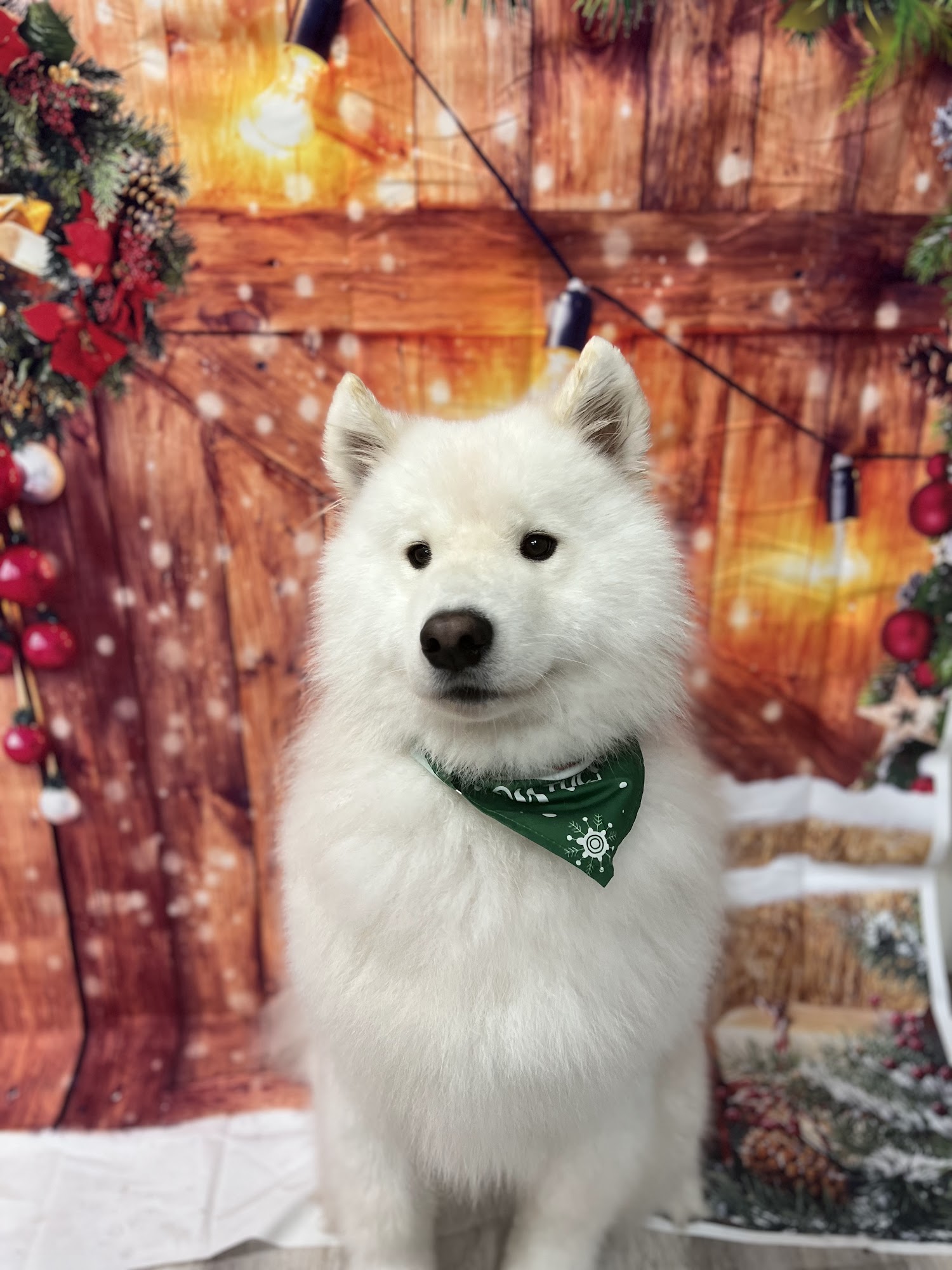 PrimePet Grooming North Hampton