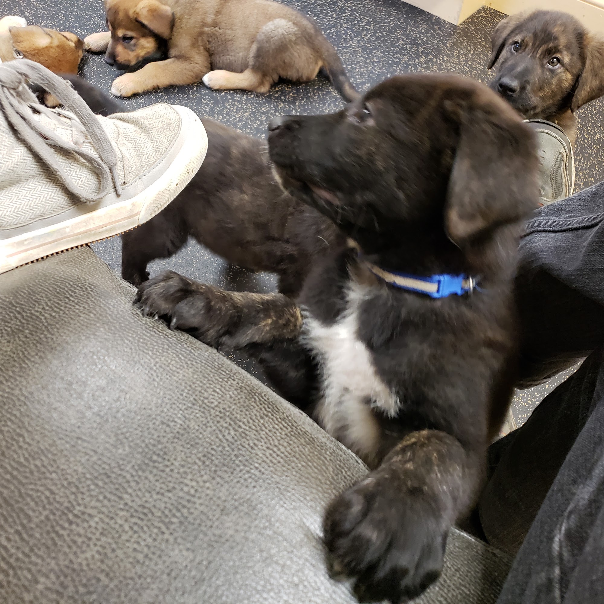 Northwood Veterinary Hospital Northwood