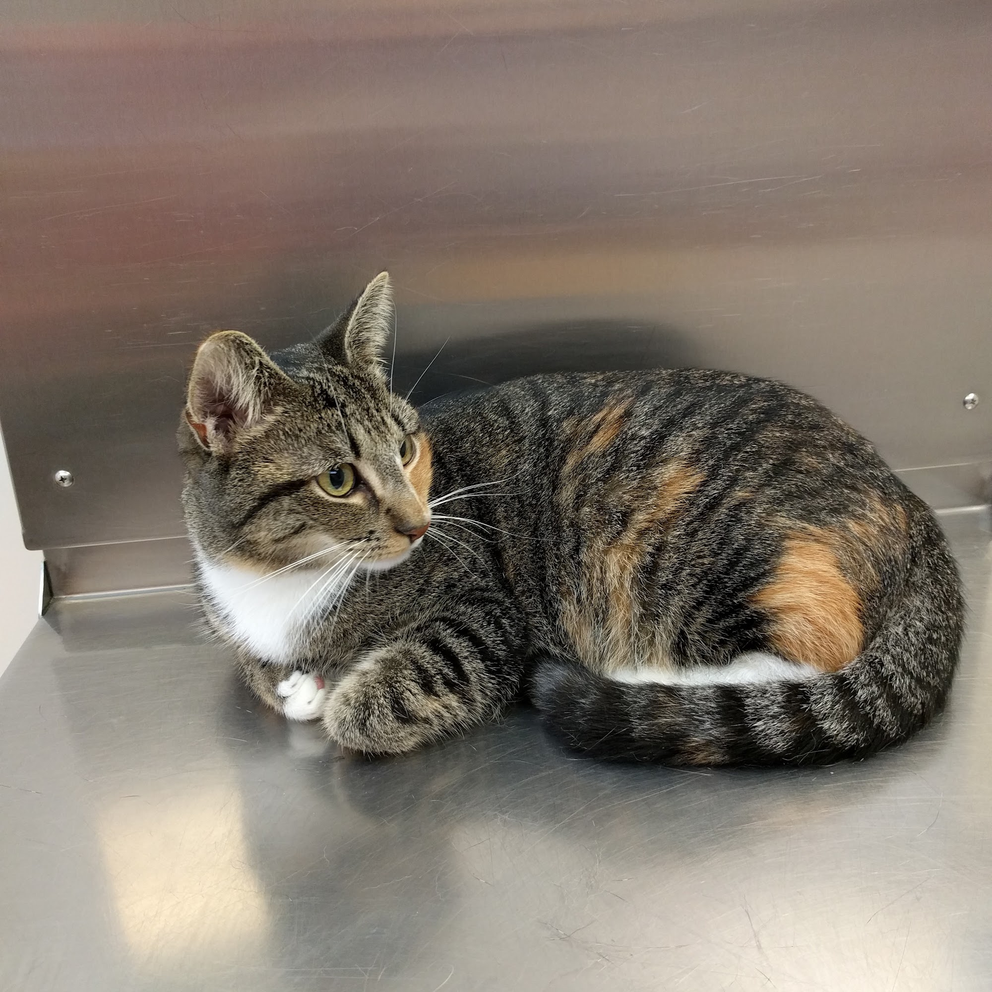 The Kindness Animal Hospital Ossipee