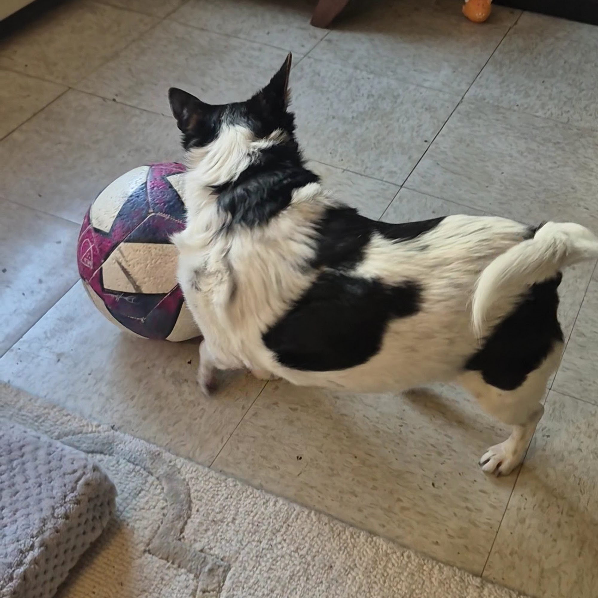 Pembroke Animal Hospital Pembroke