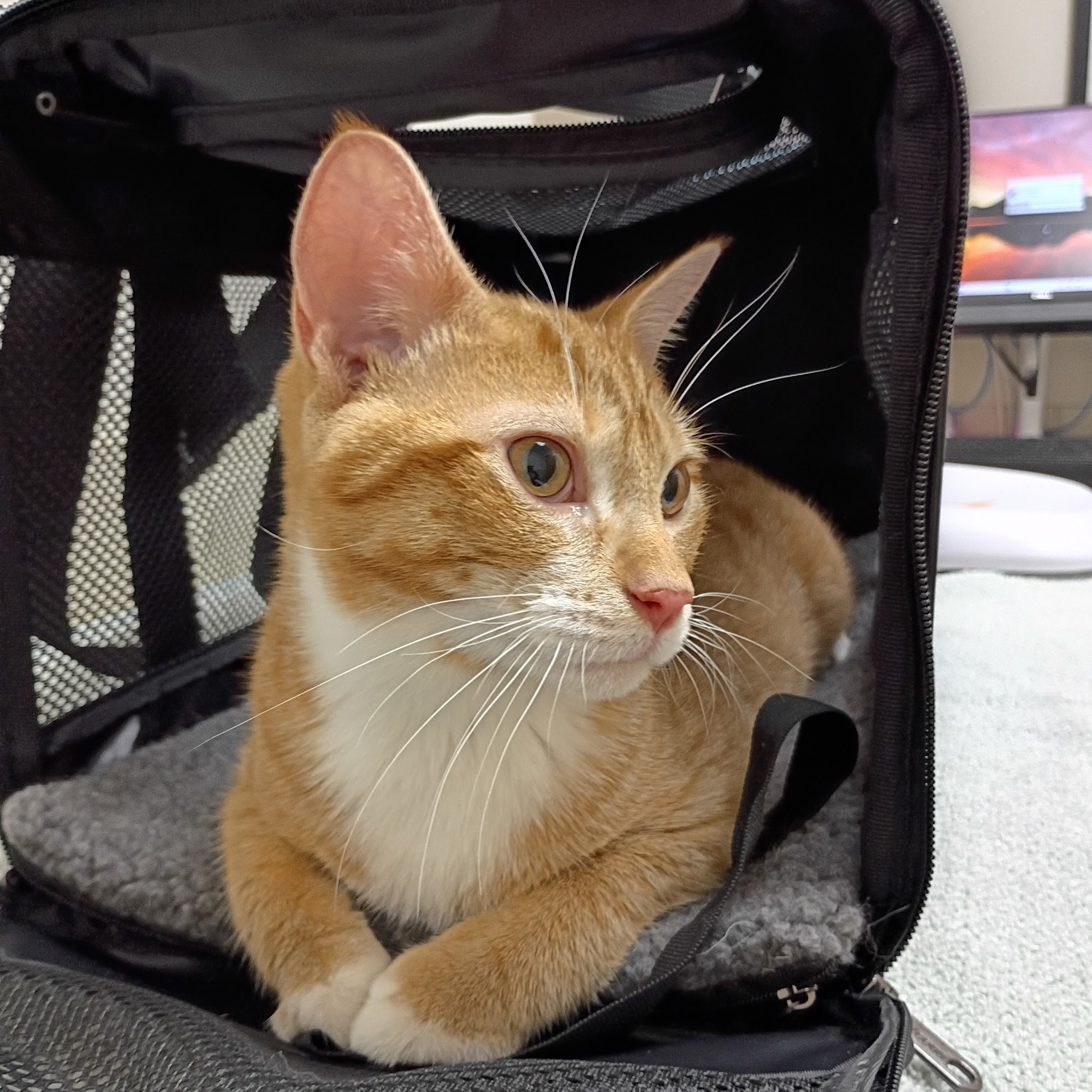 Animal Care Clinic-Monadnock Peterborough