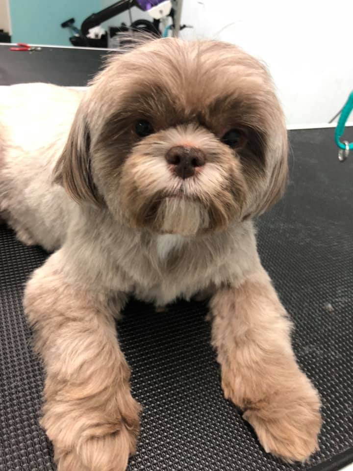 Frisky Friends Pet Grooming Raymond