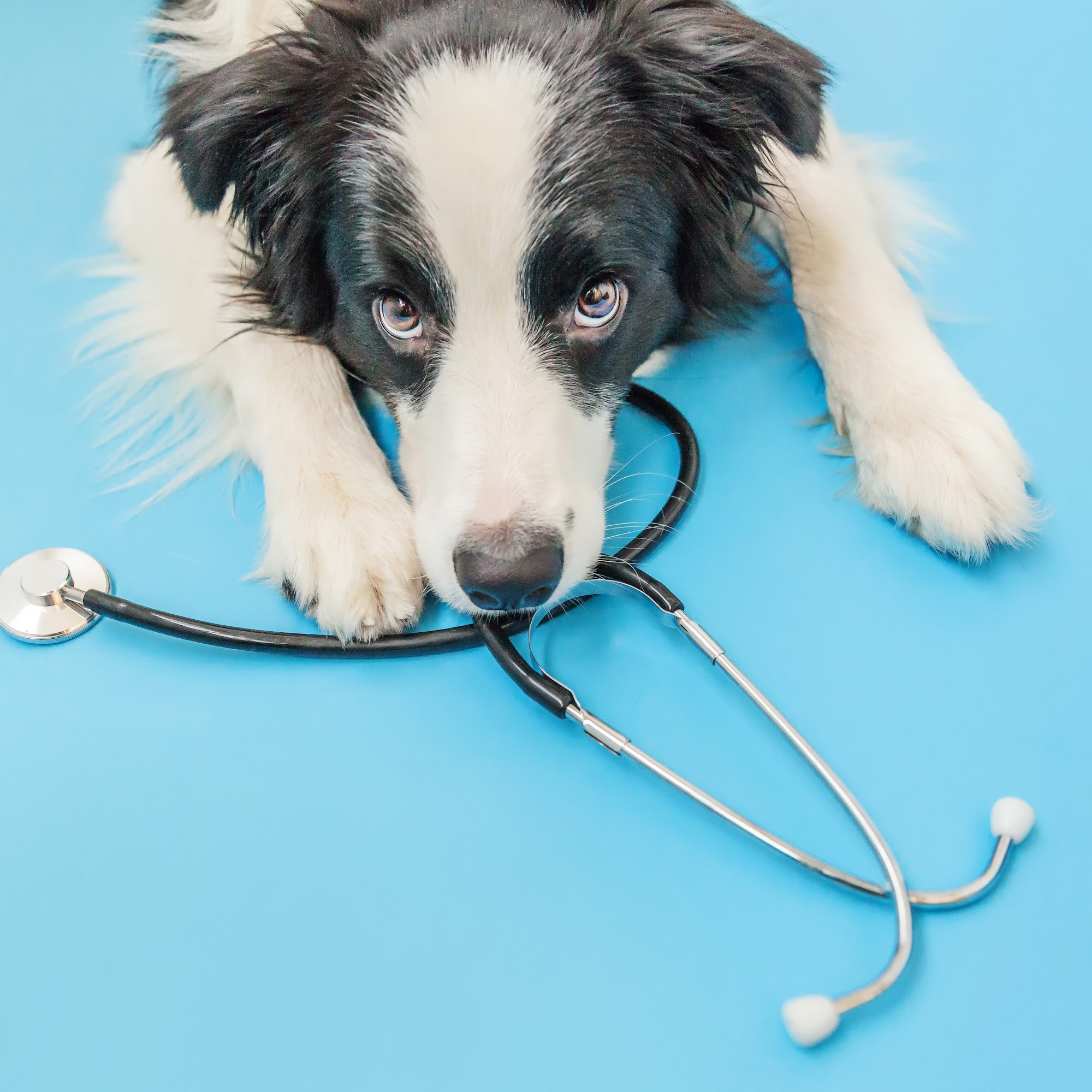 Fieldstone Animal Hospital Rindge