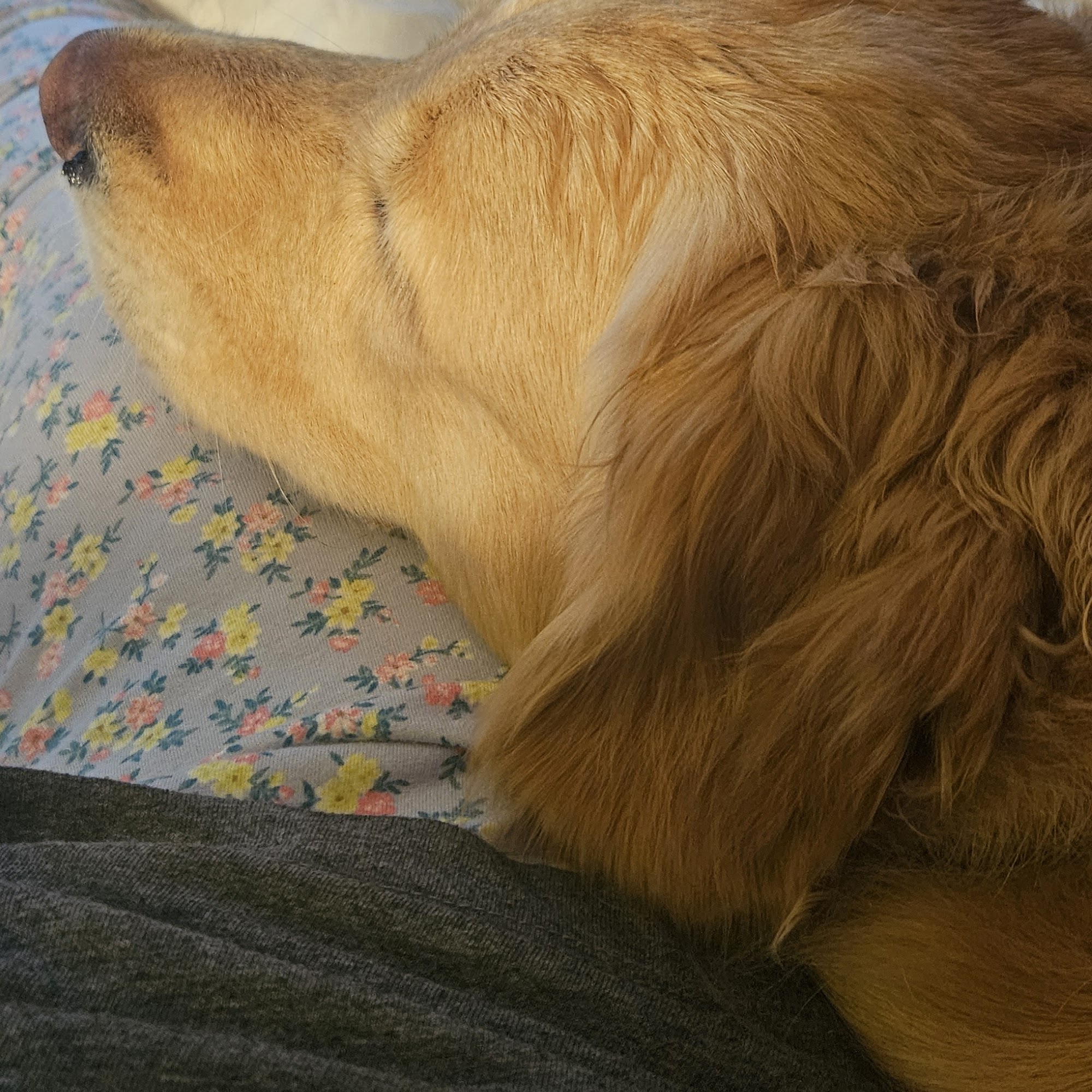 Town & Country Pet Boarding Rindge