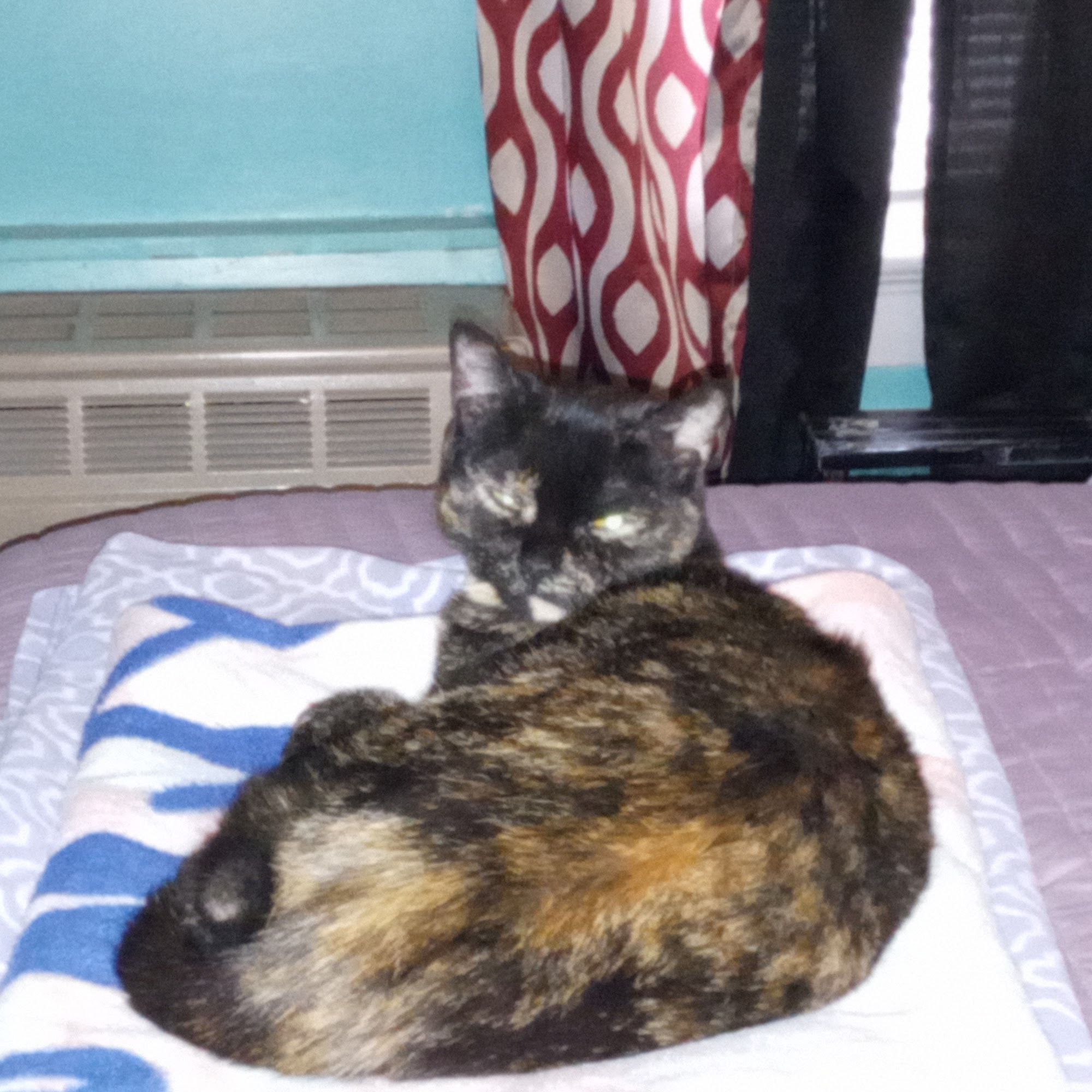 Rochester Veterinary Clinic Rochester