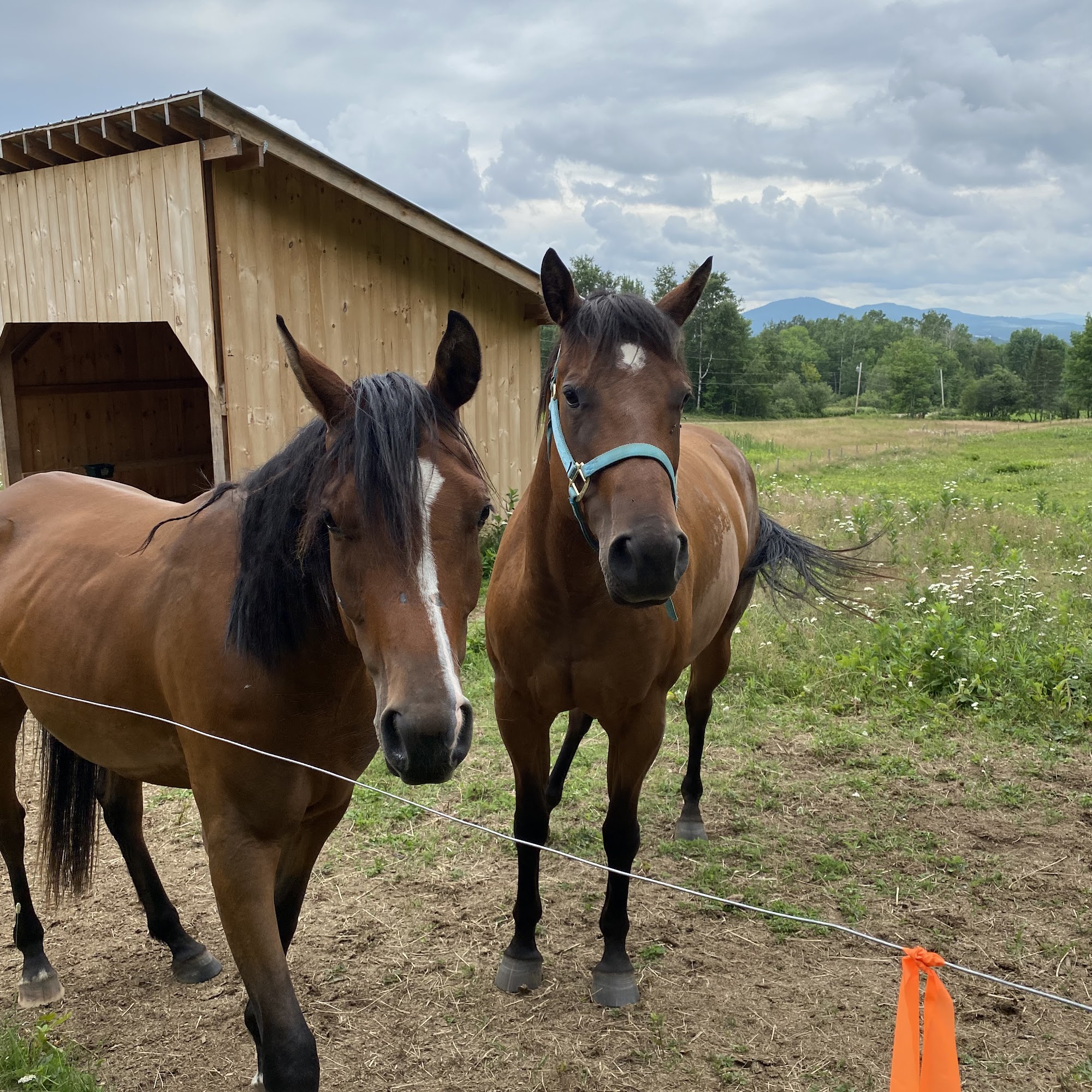 Myhre Equine Clinic Rochester