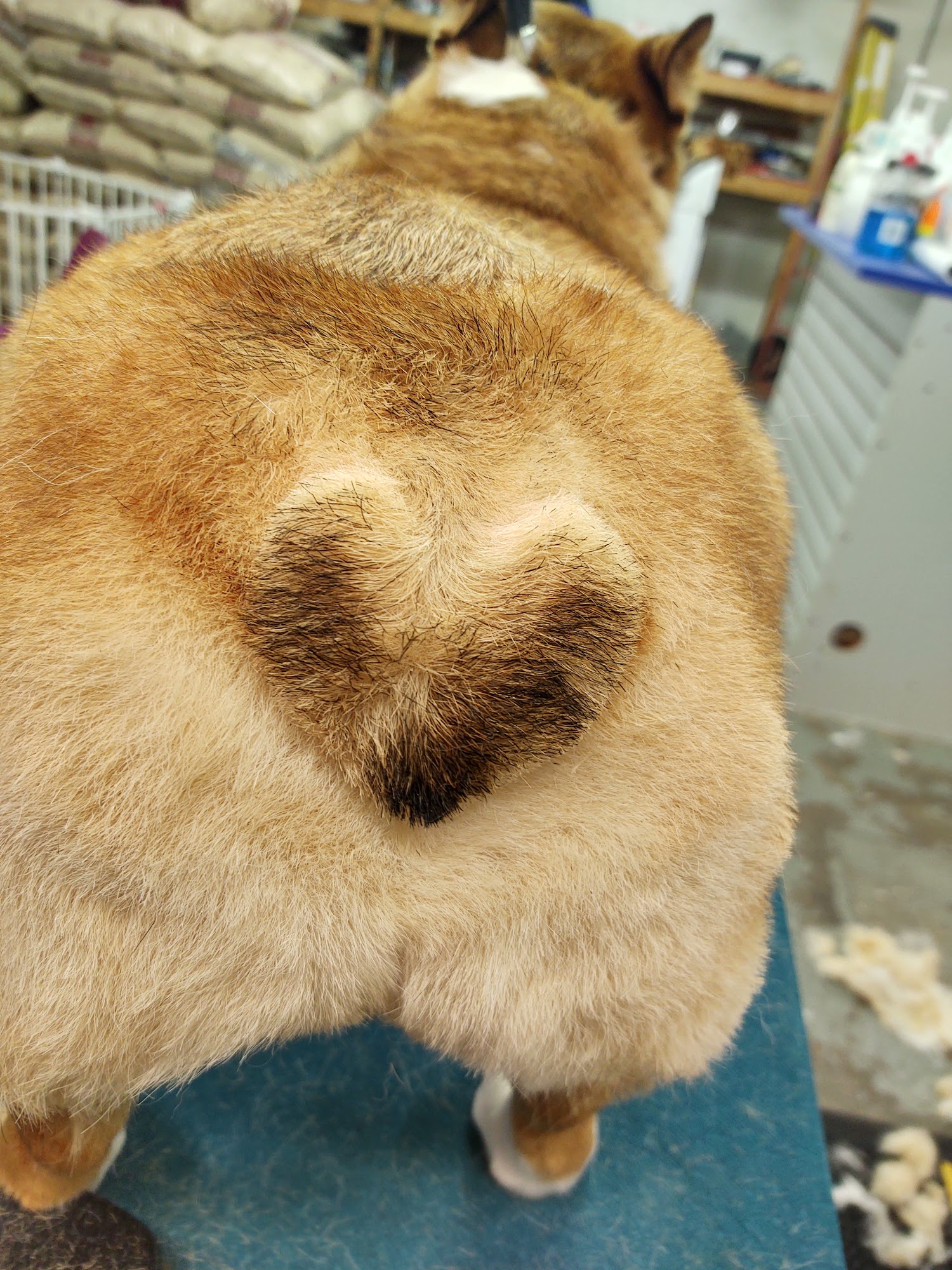 Super Groomer Rochester