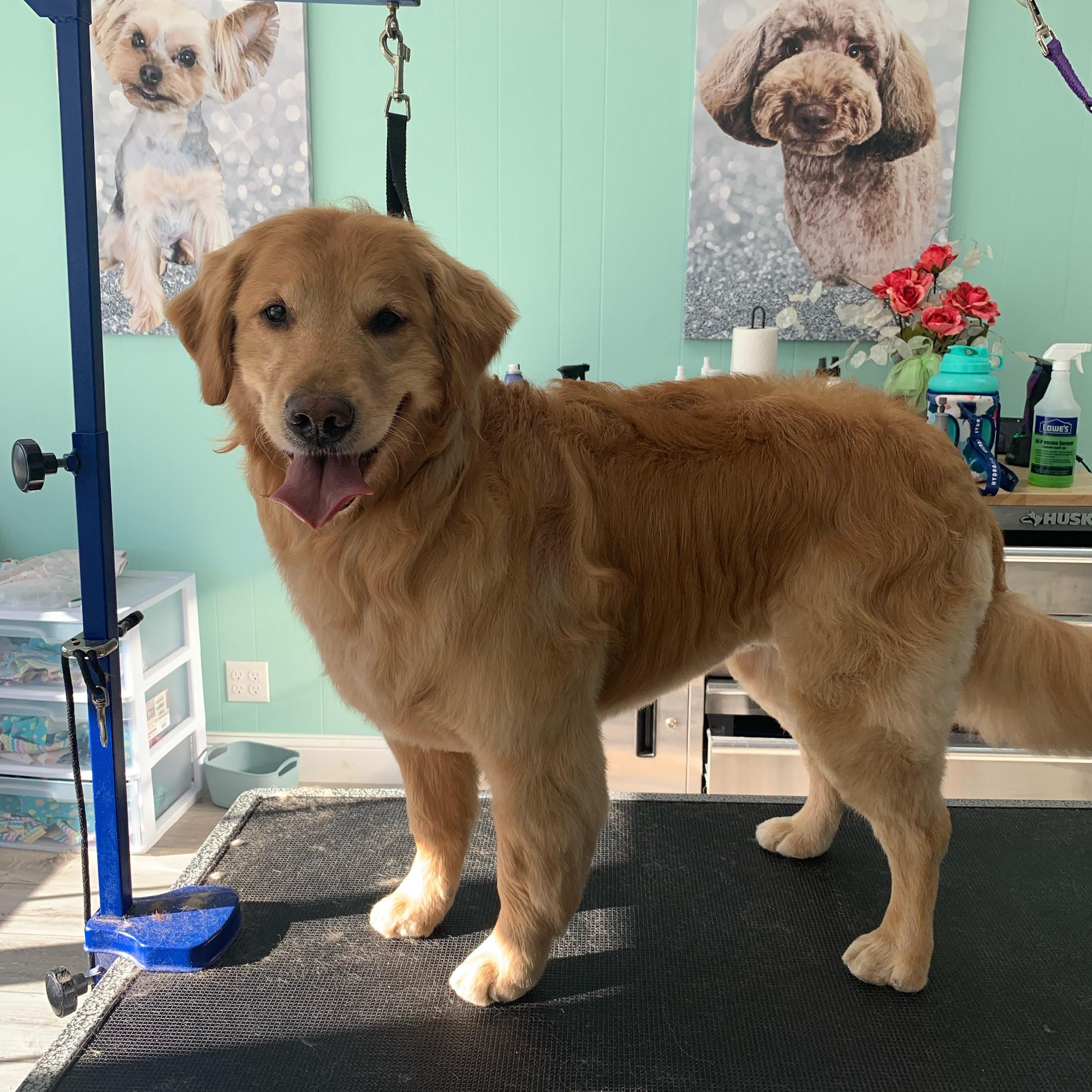 La Pooch Dog Spa LLC Rochester