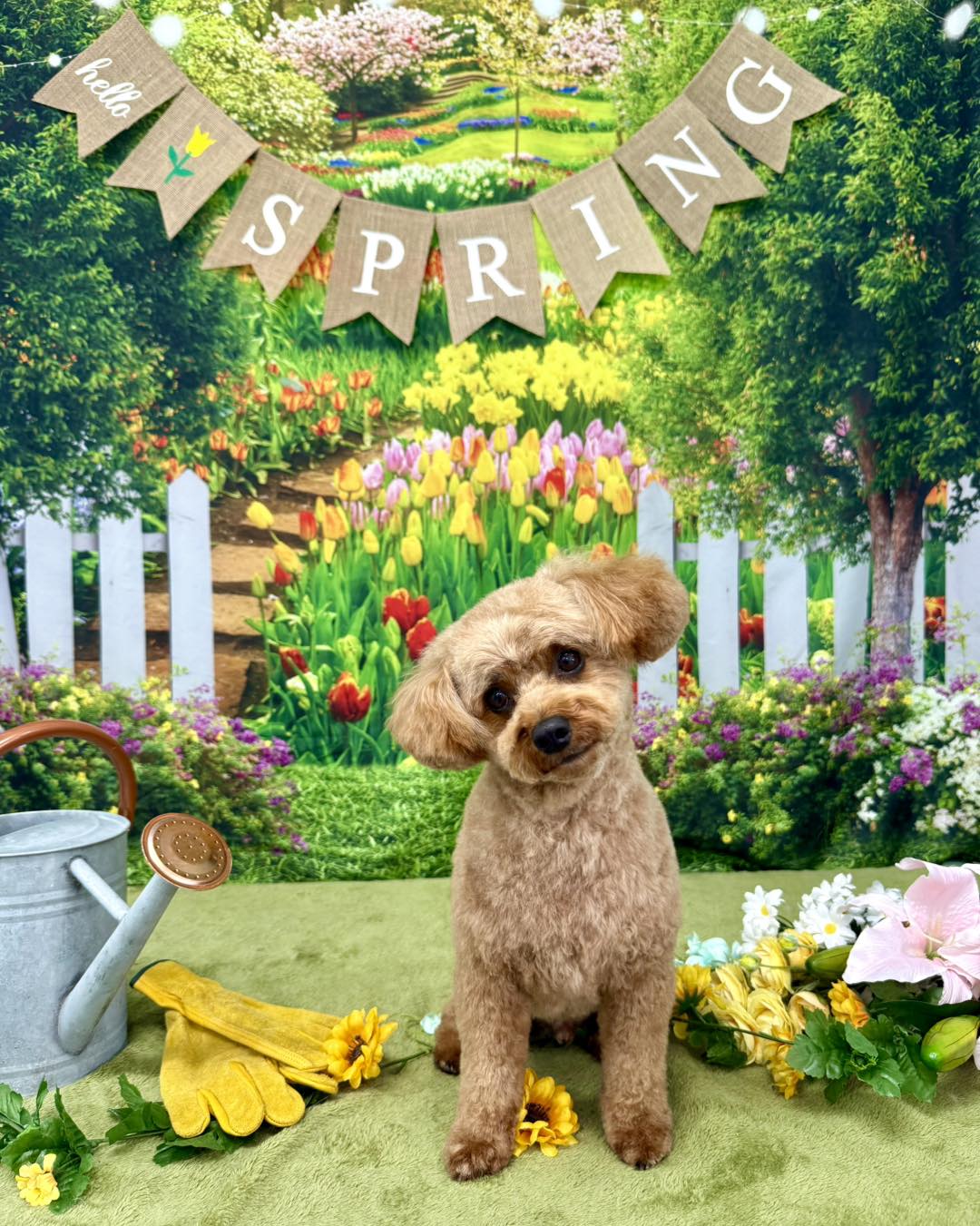 La Pooch Dog Spa LLC Rochester