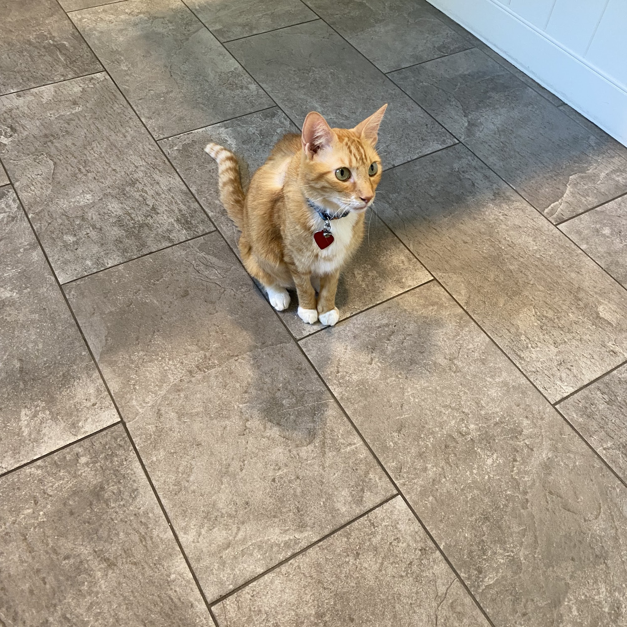 Sagamore Animal Hospital Rye