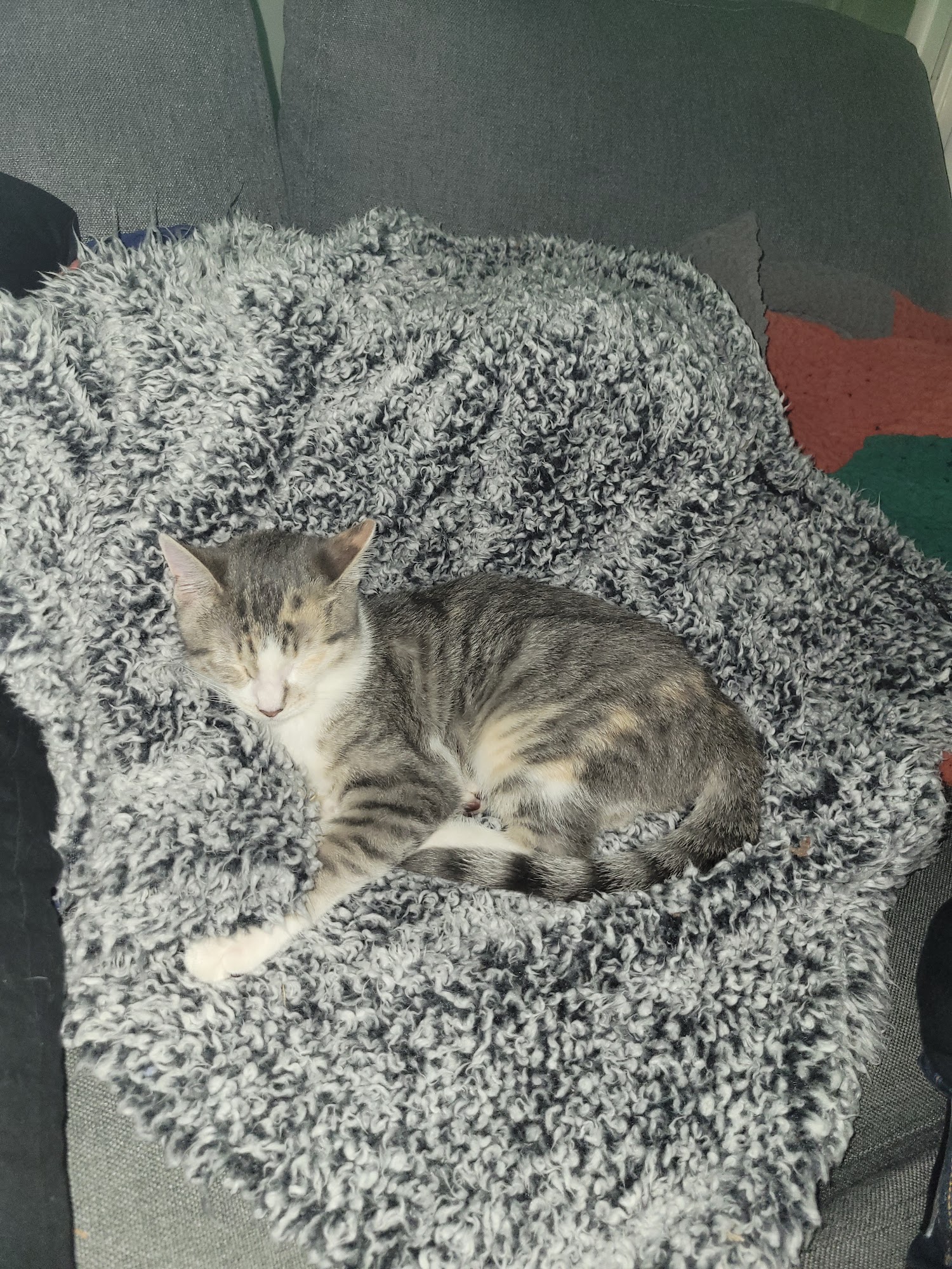 Salem Animal Rescue League Salem