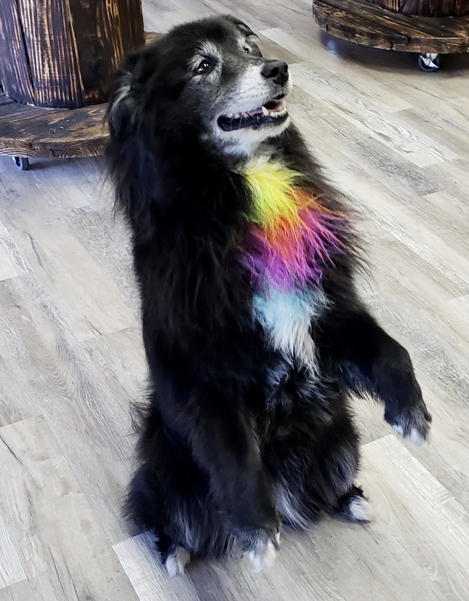 WAG Grooming Salon & Spa Salem