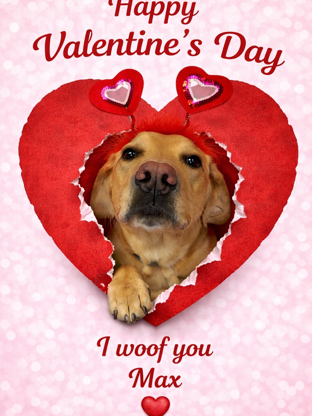 Wolf Pack Canine Salem