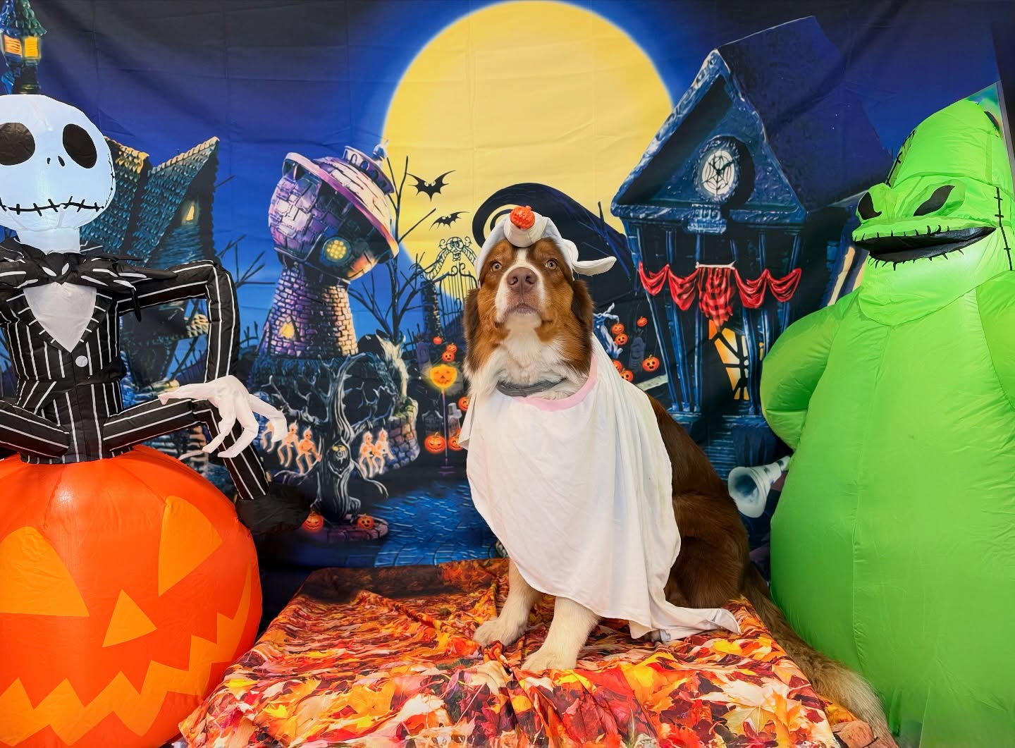 Wolf Pack Canine Salem