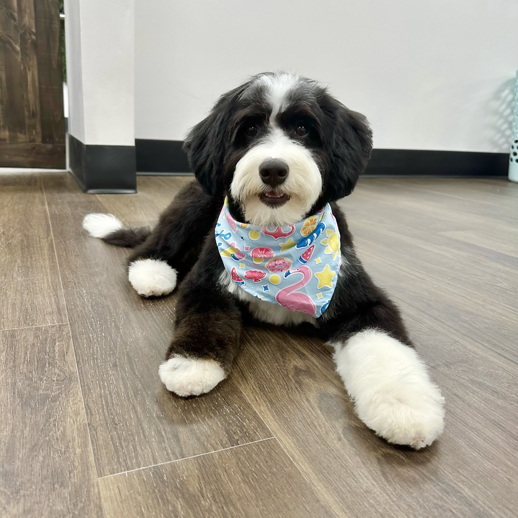 Sam's Dapper Dog Salem