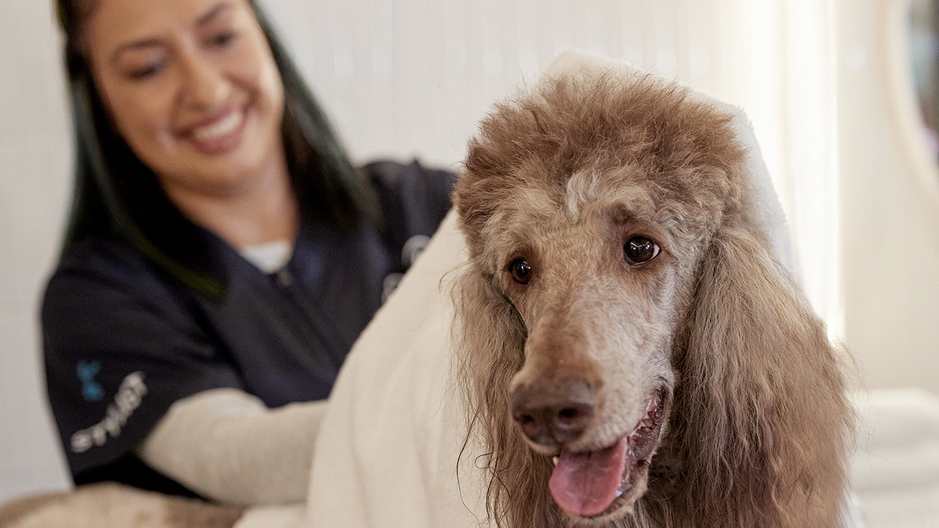 Petco Vaccination Clinic Salem