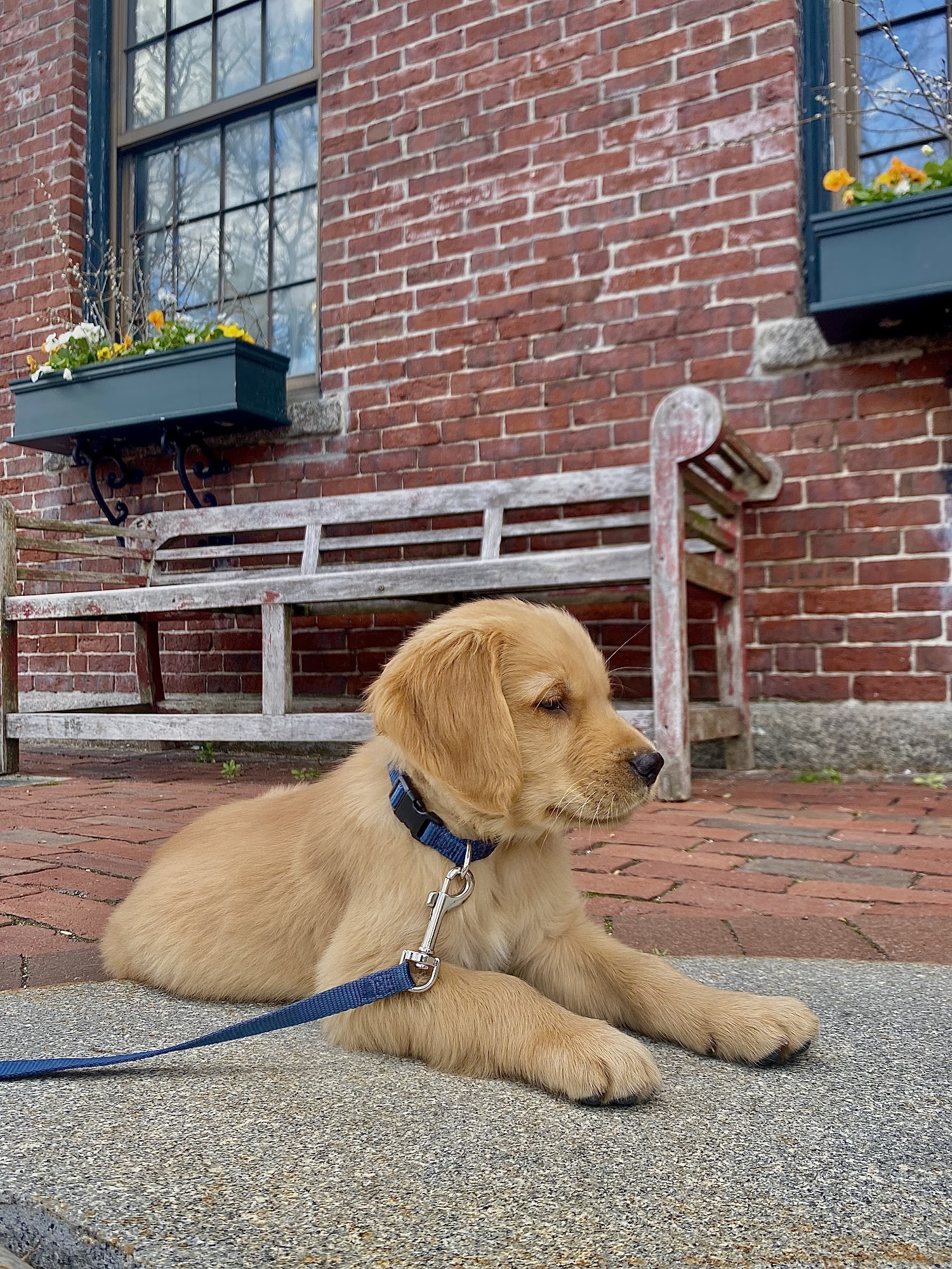 Old Town Animal Hospital Seabrook