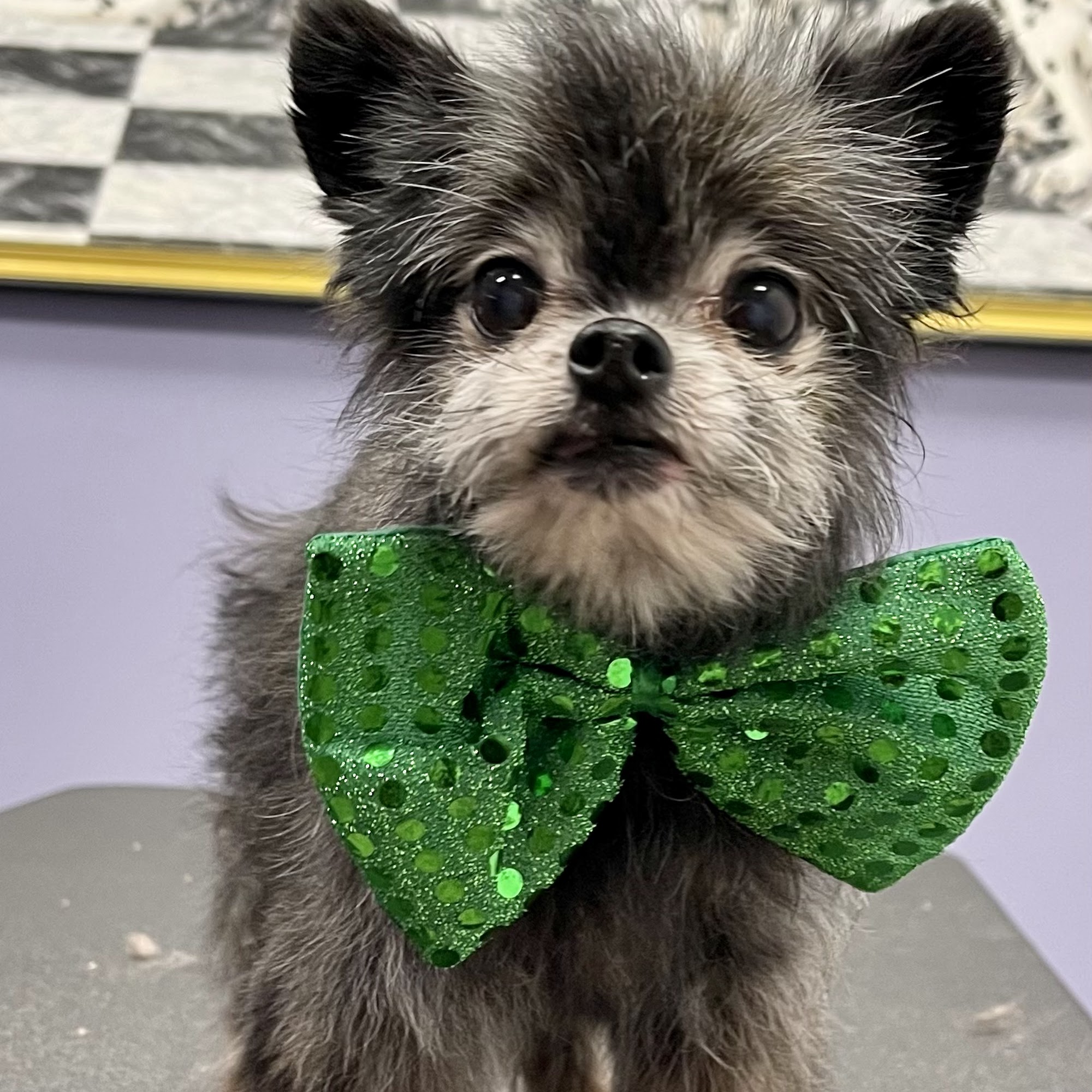 Earthwise Pet Seabrook