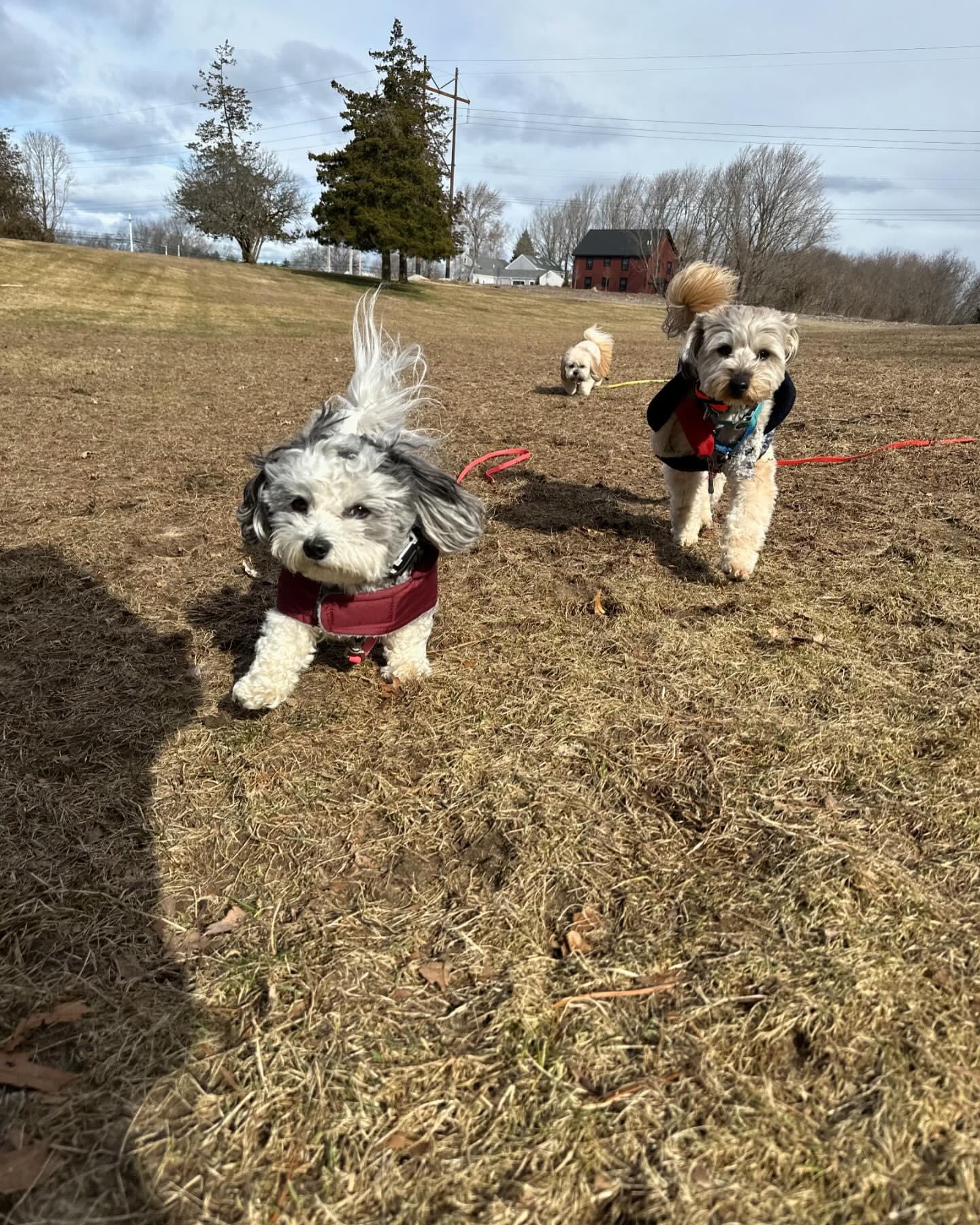 The Wagging Tail 603 Stratham