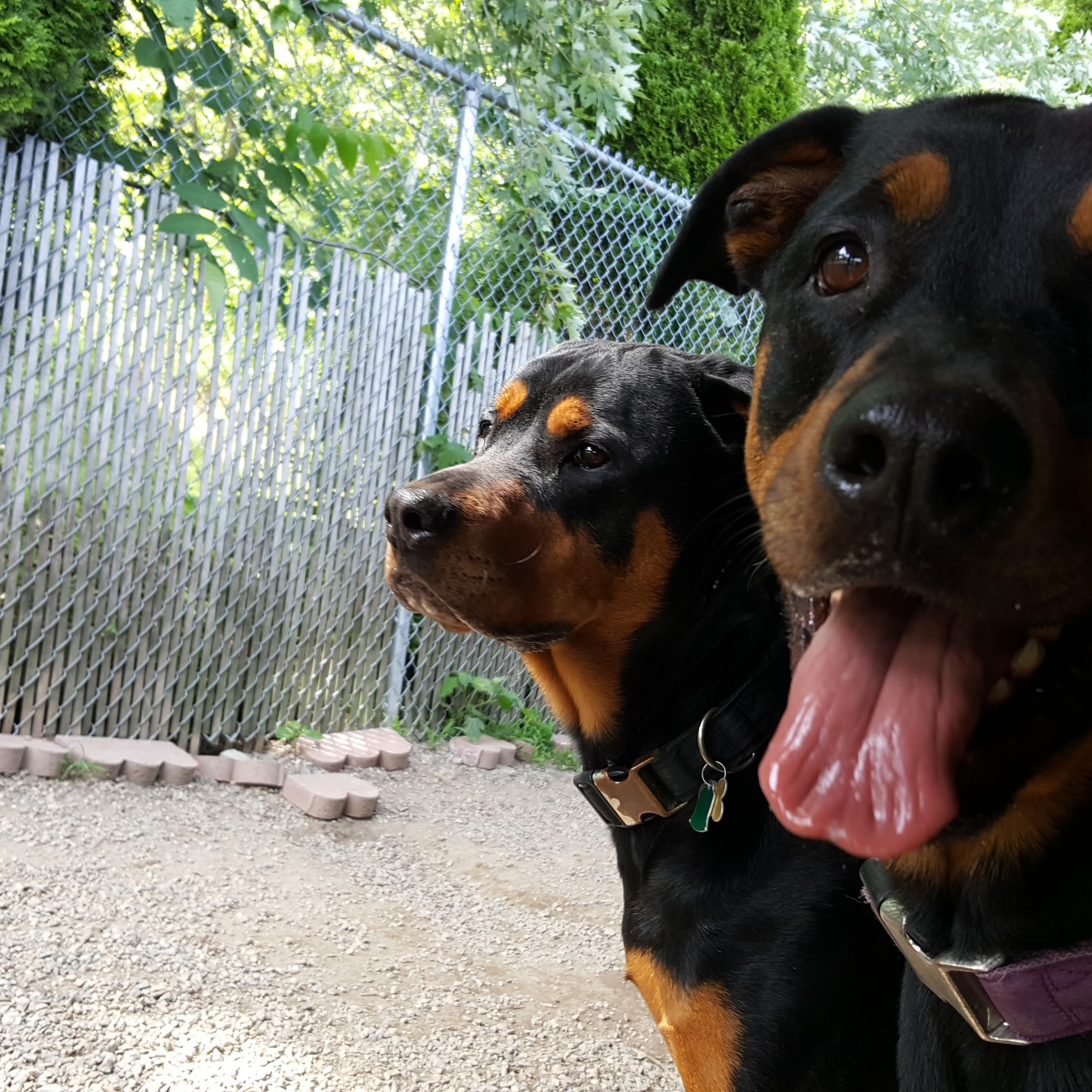 Mukota Kennels LLC Swanzey