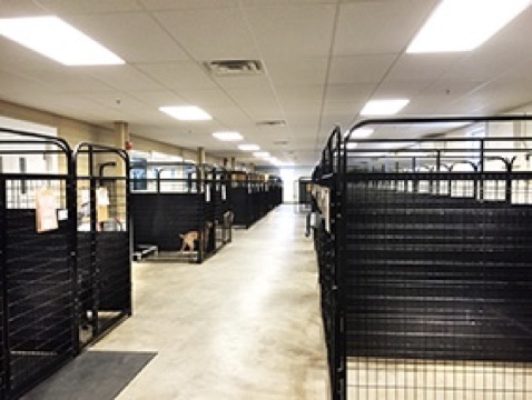 Fast Friends Greyhound Adoption Swanzey