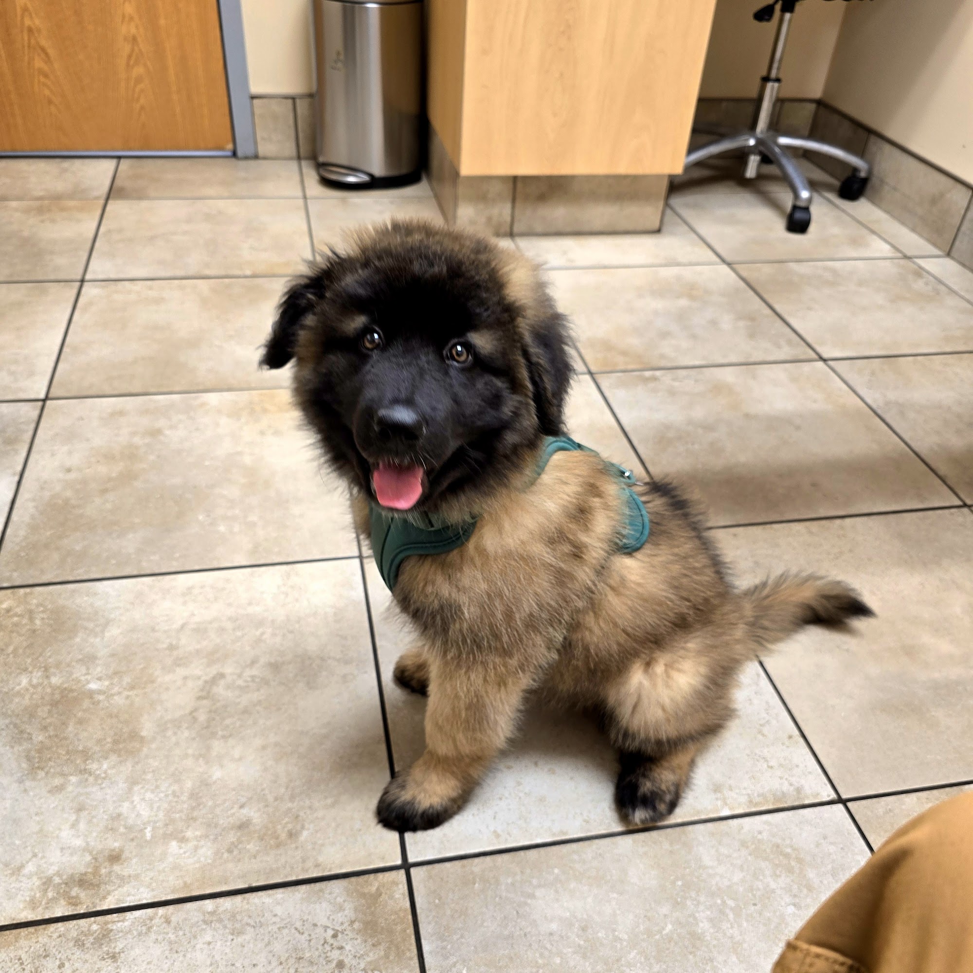 Keep 'Em Healthy Veterinary Clinic Troy