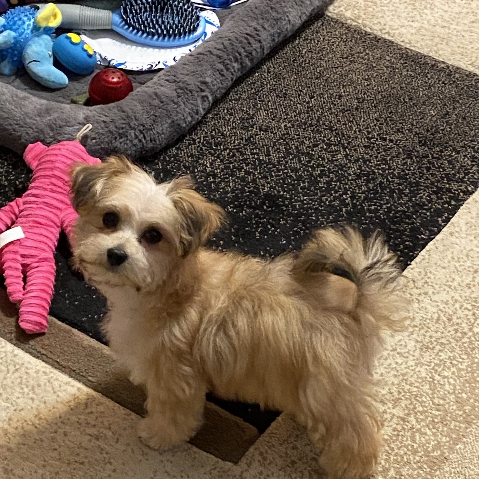 Snooty Pooch Pet Spa Troy