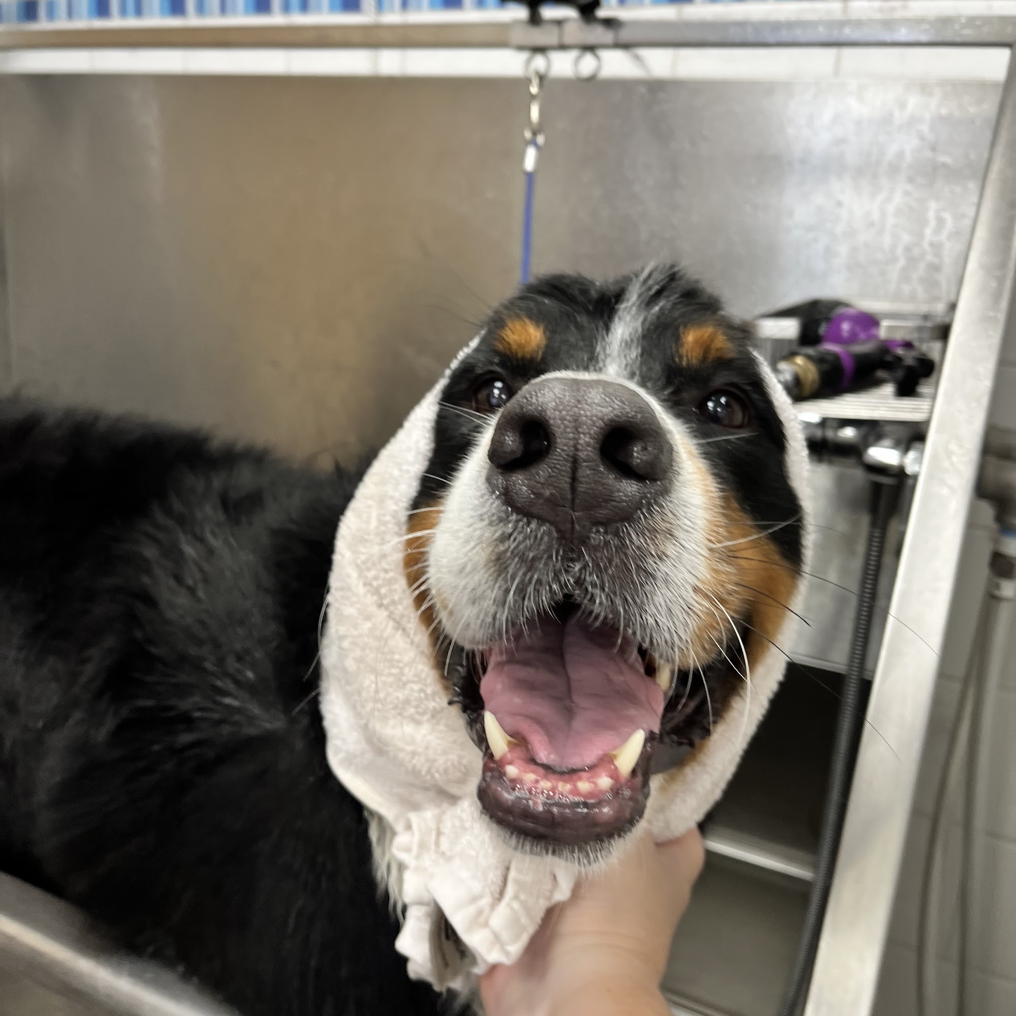 Clean Paws Grooming West Lebanon