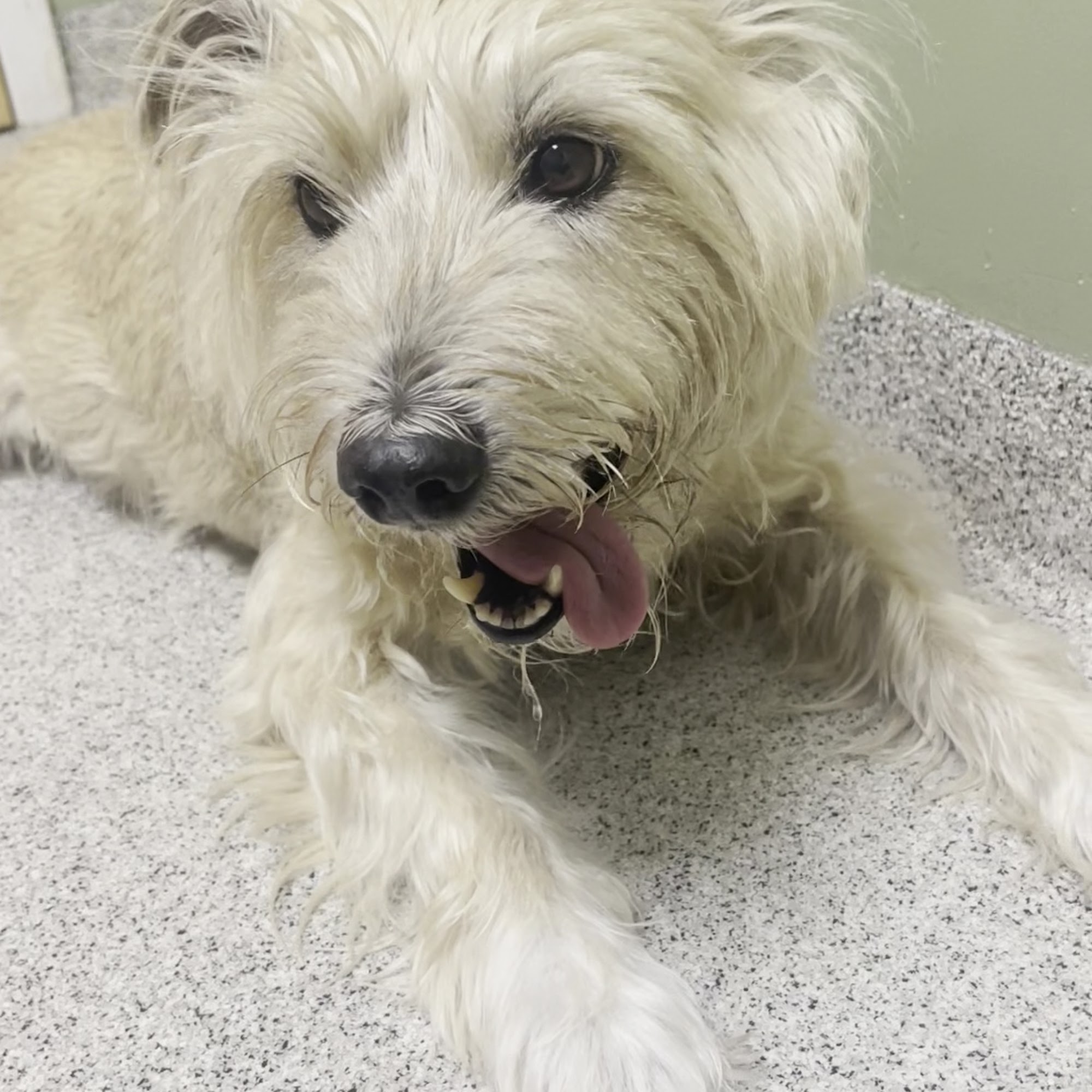 Rockingham Emergency Veterinary Hospital Windham