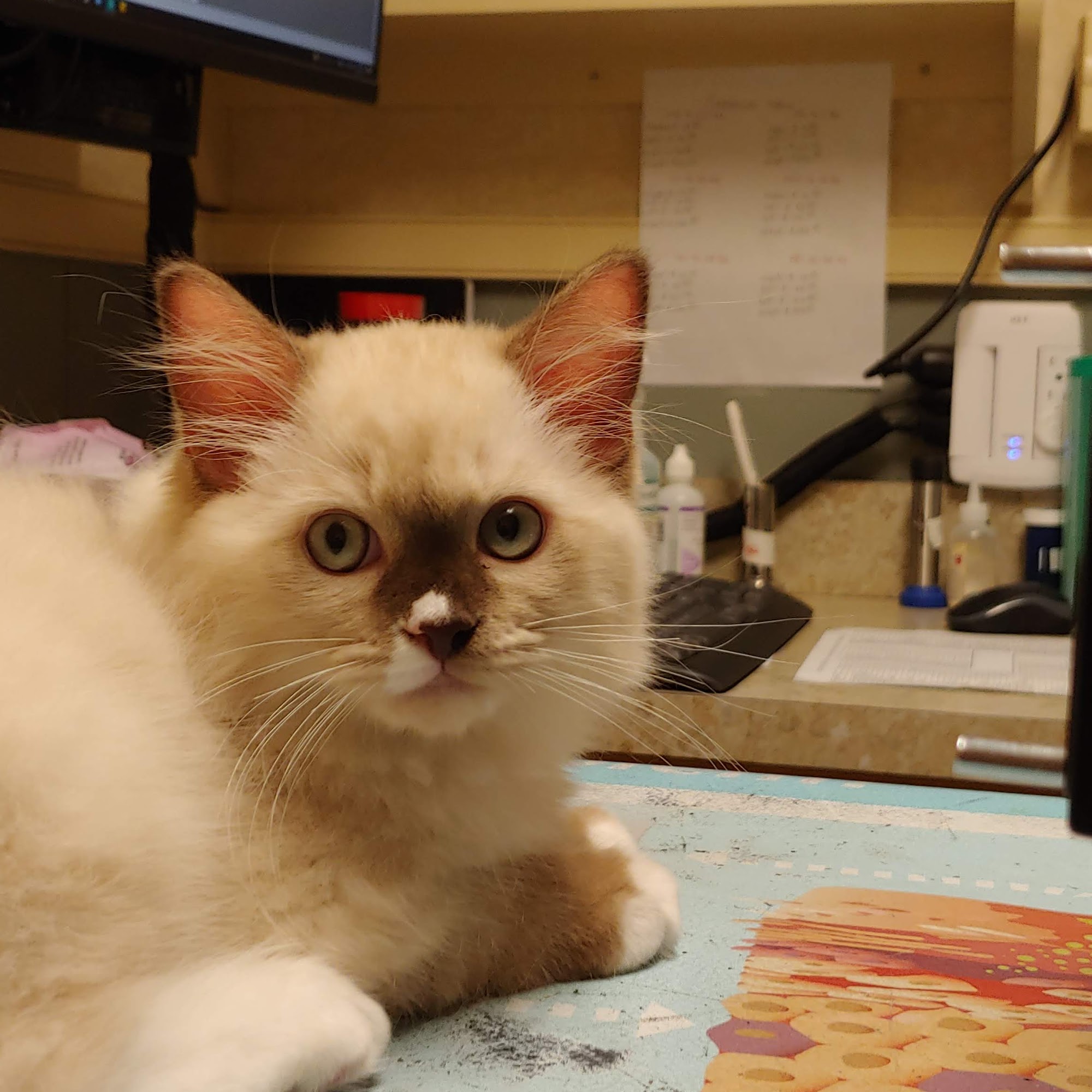 Windham Animal Hospital Windham