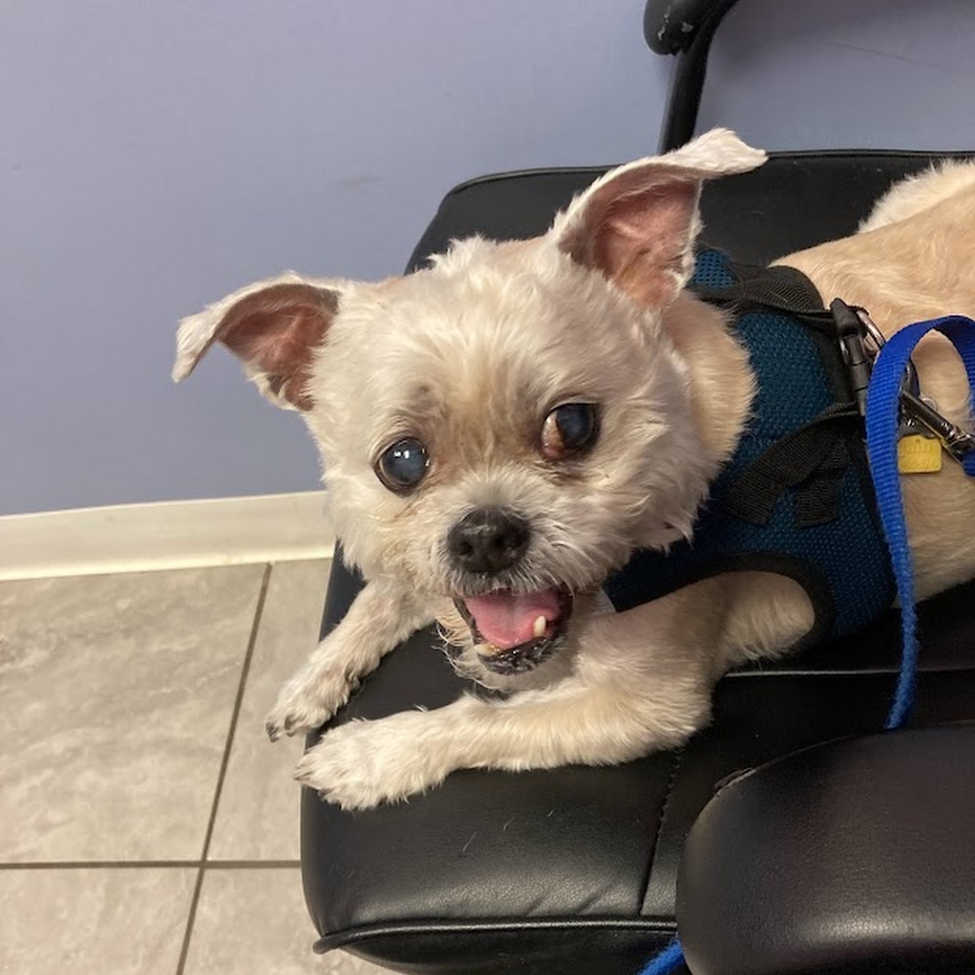 Winter Harbor Veterinary Hospital Wolfeboro